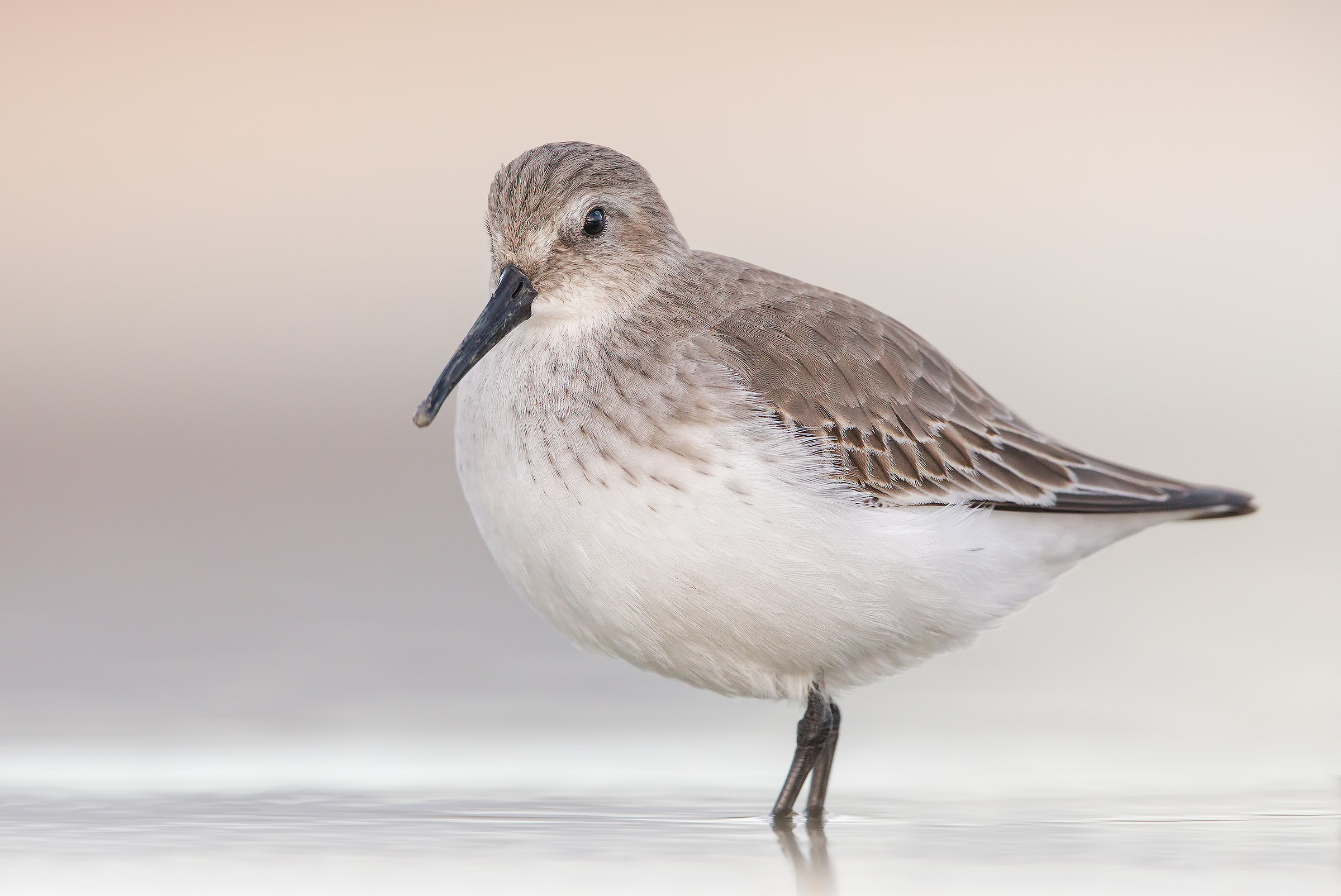 Pancianera sandpiper