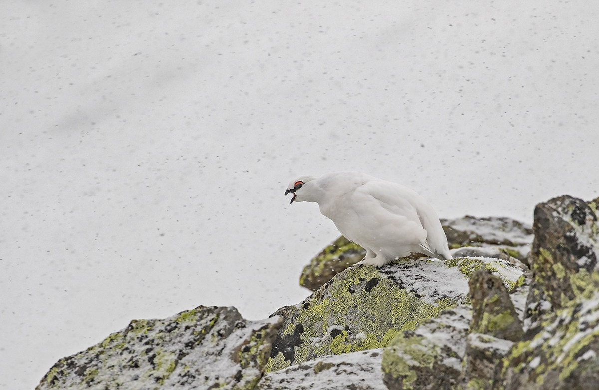 Ptarmigan under the snow