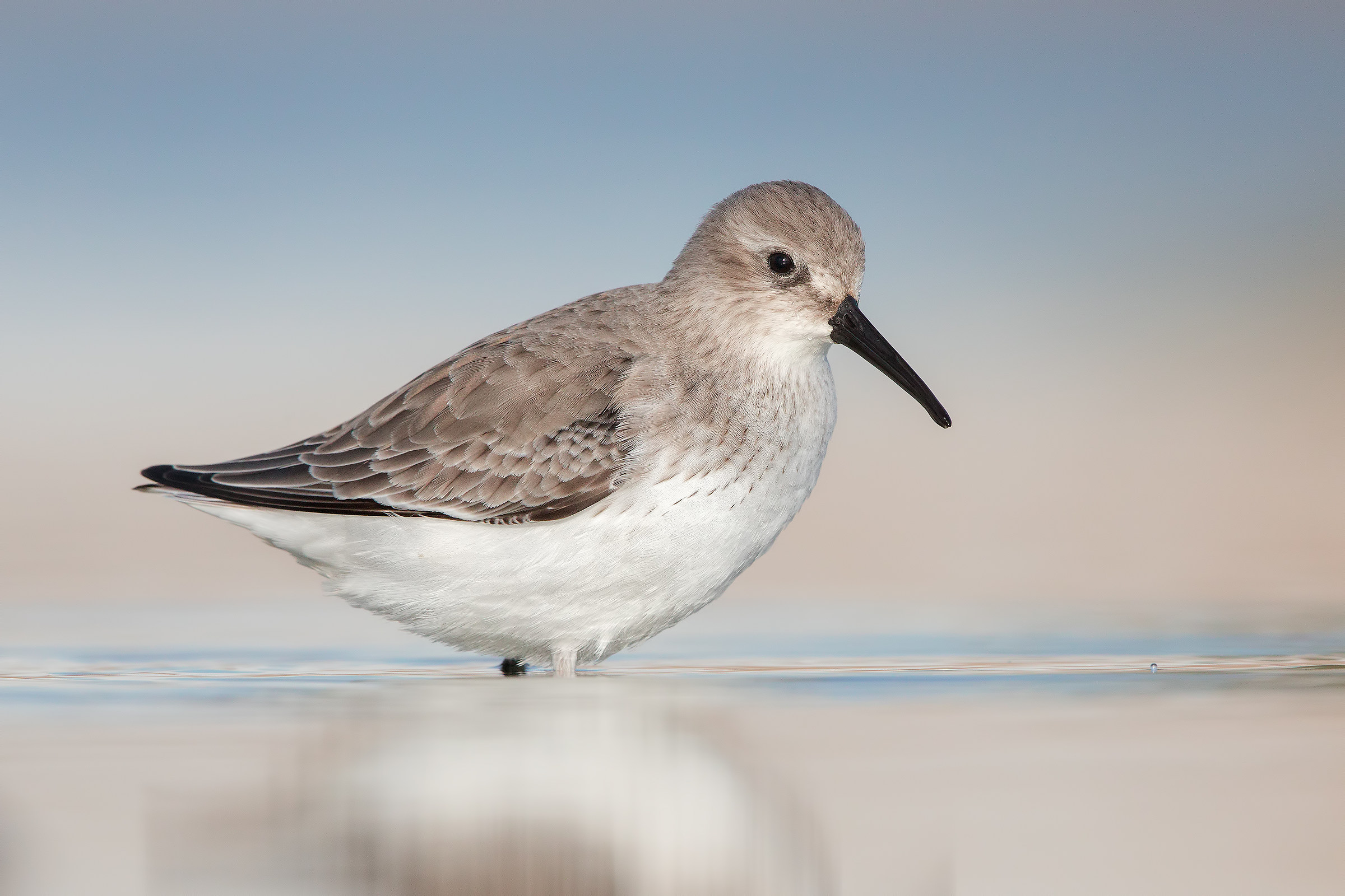 Pancianera sandpiper