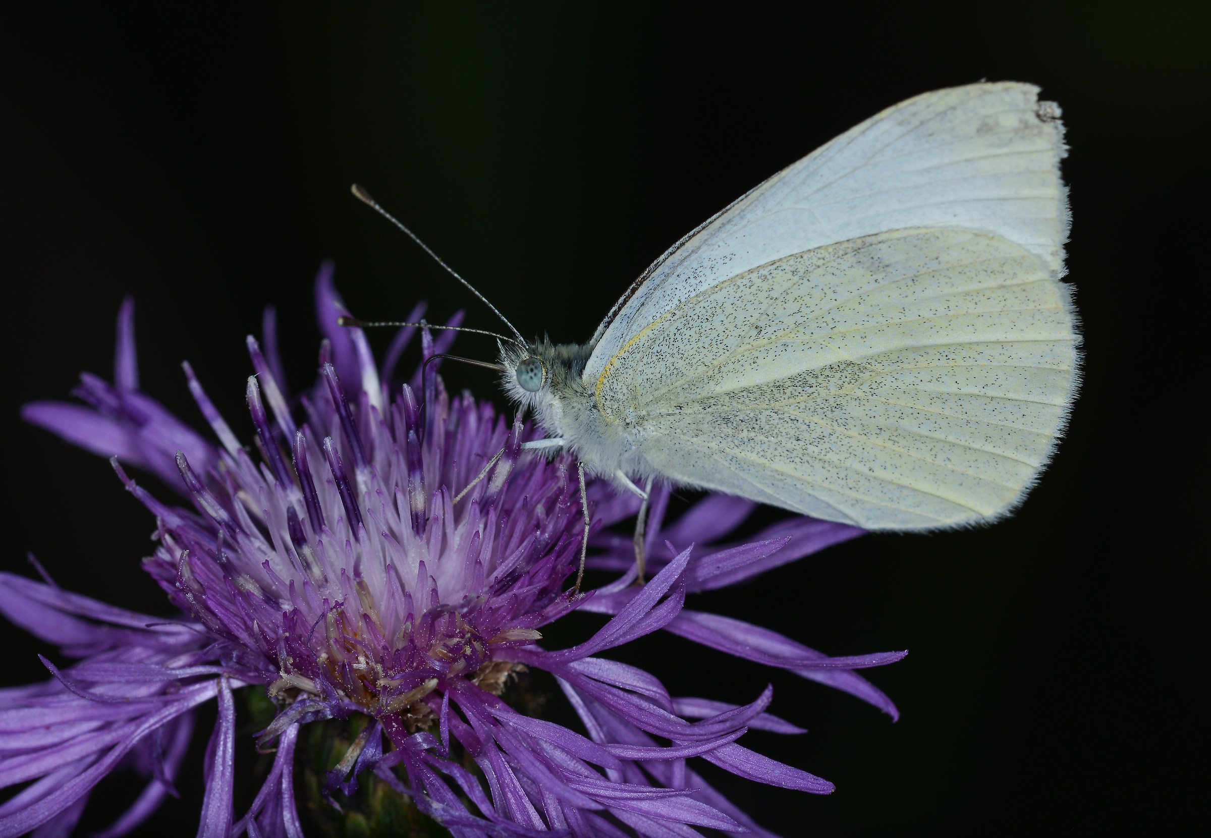 Una cavolaia qualunque...