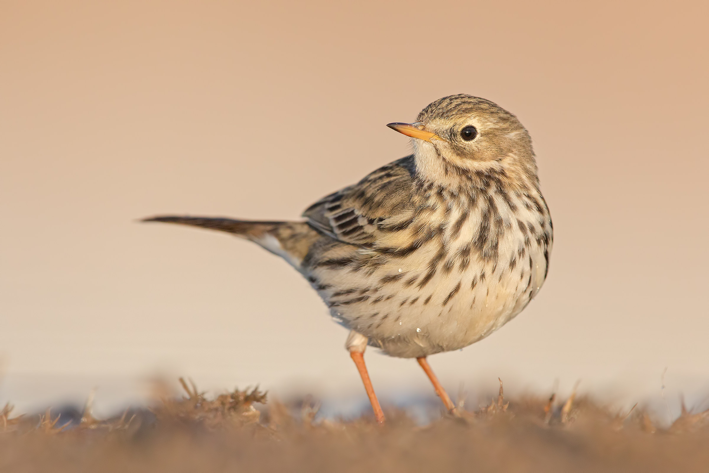 Pipit