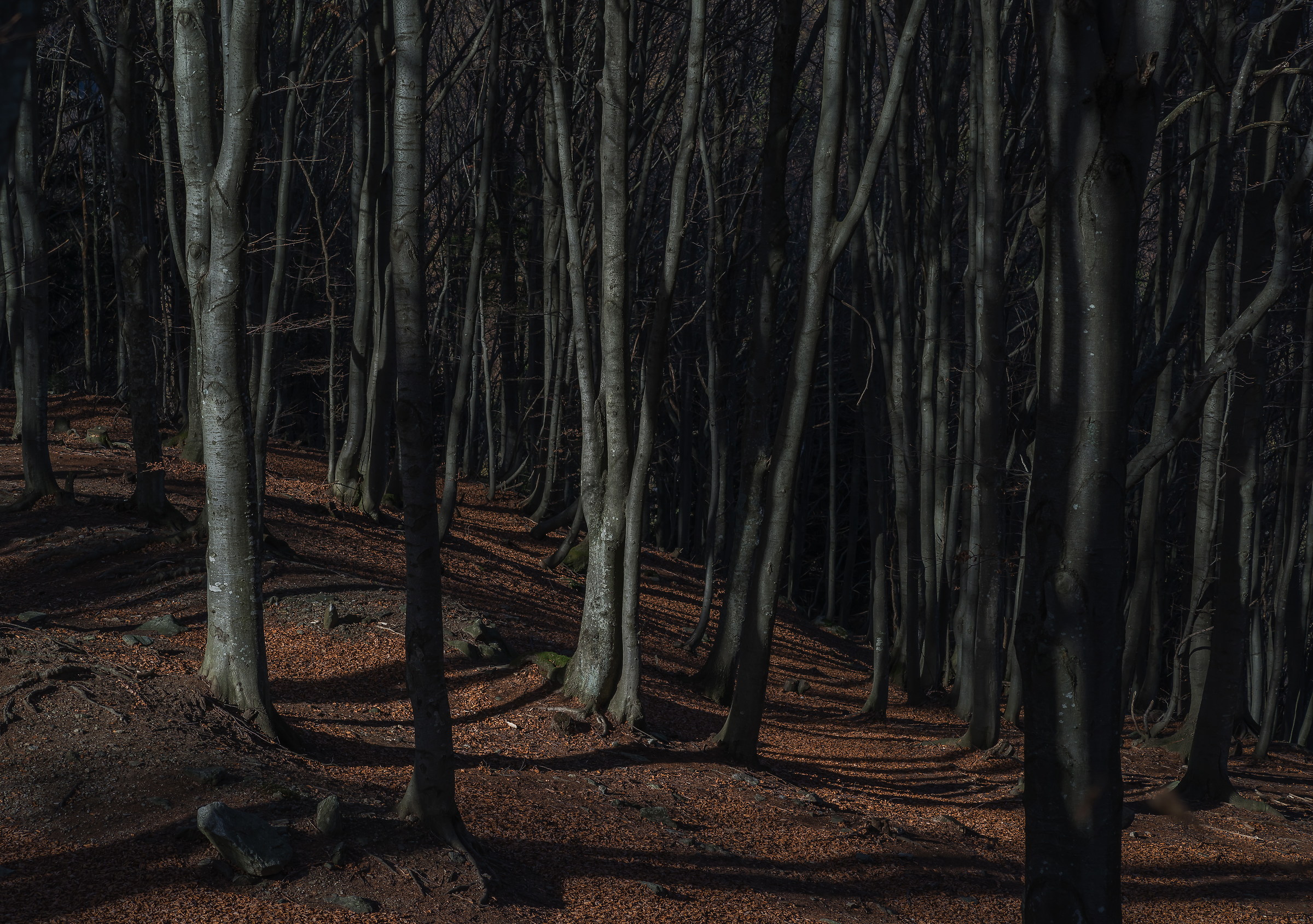 the wood where the elves live