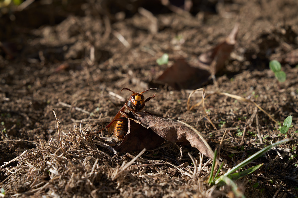Vespa looking for sun