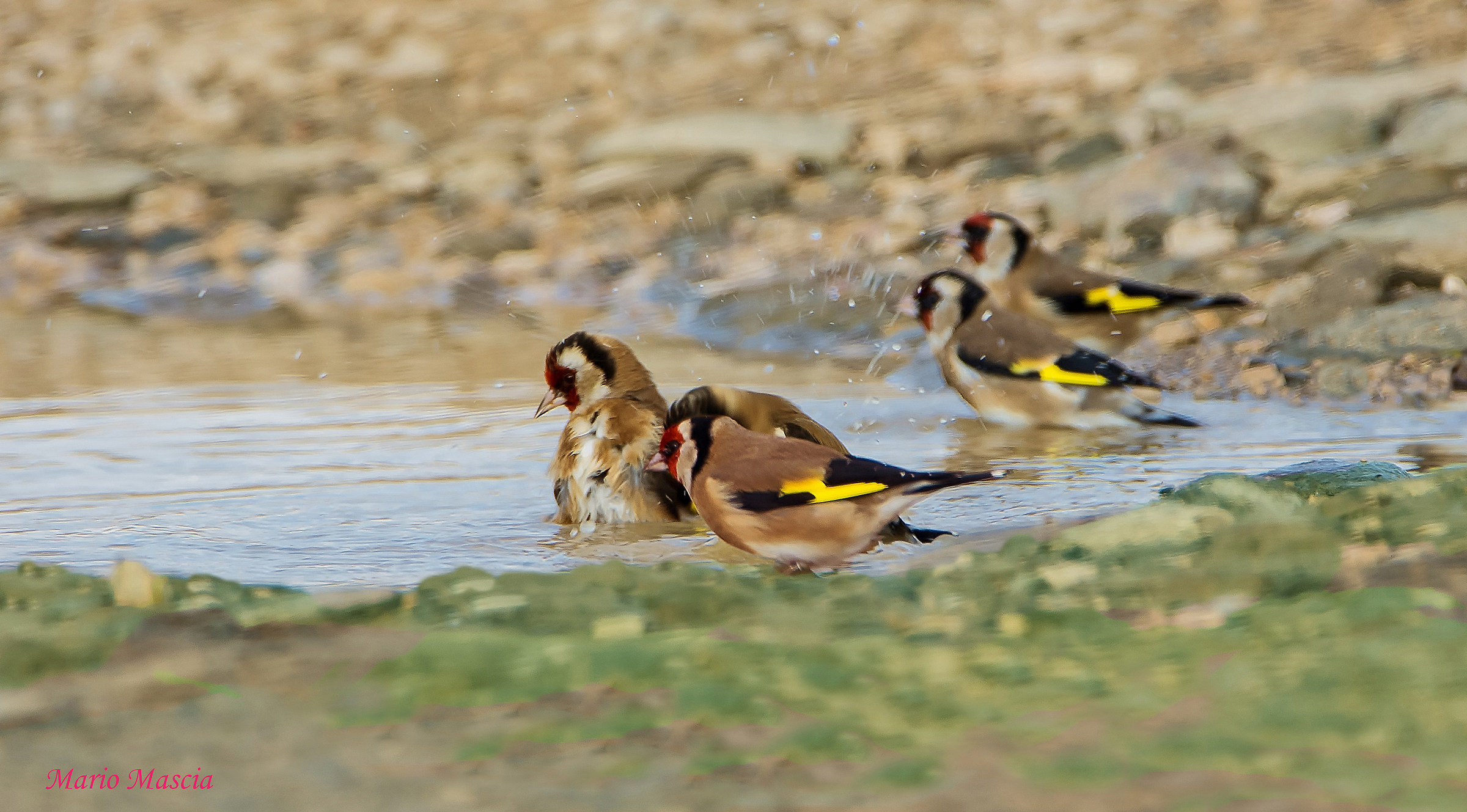 Goldfinches