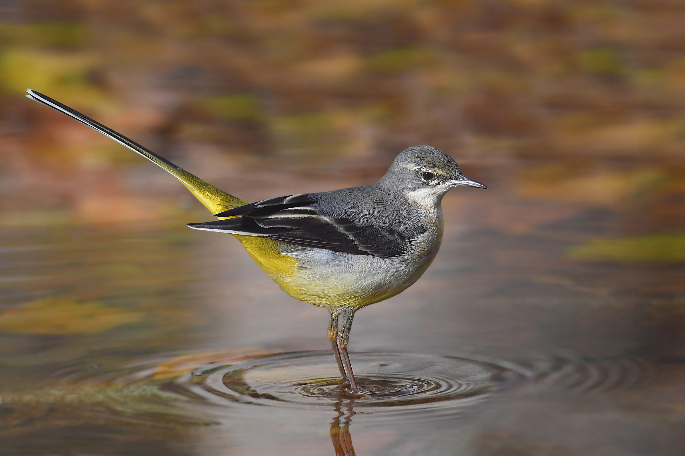 La Danza della Ballerina...( Ballerina gialla )