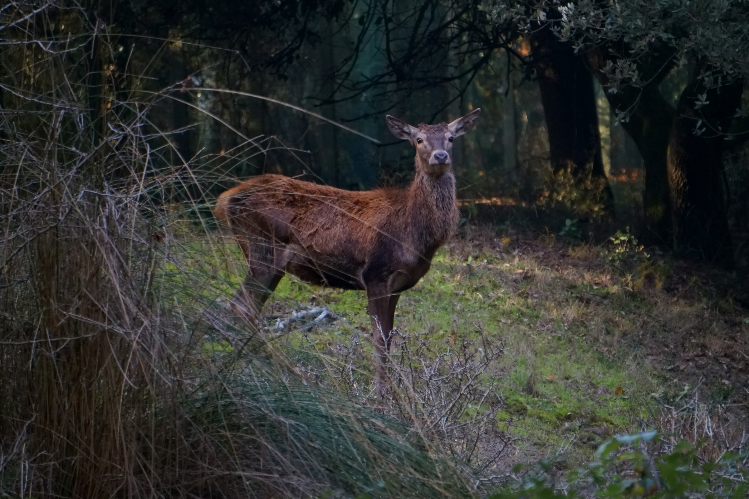 Female deer