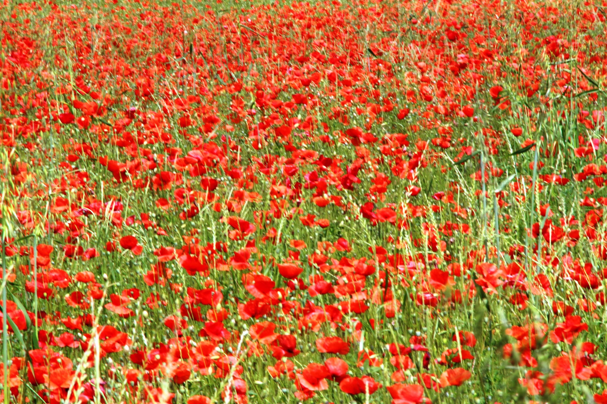 field of poppies