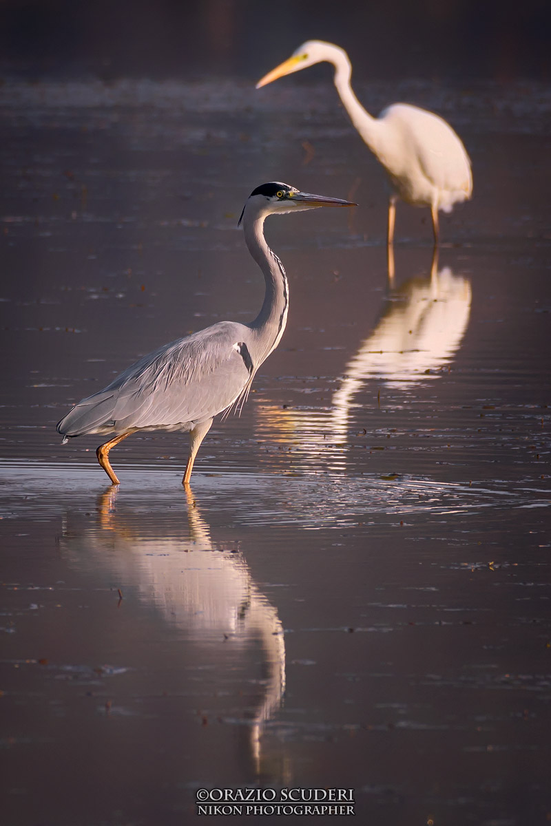 Ardea cinerea and Casmerodius albus
