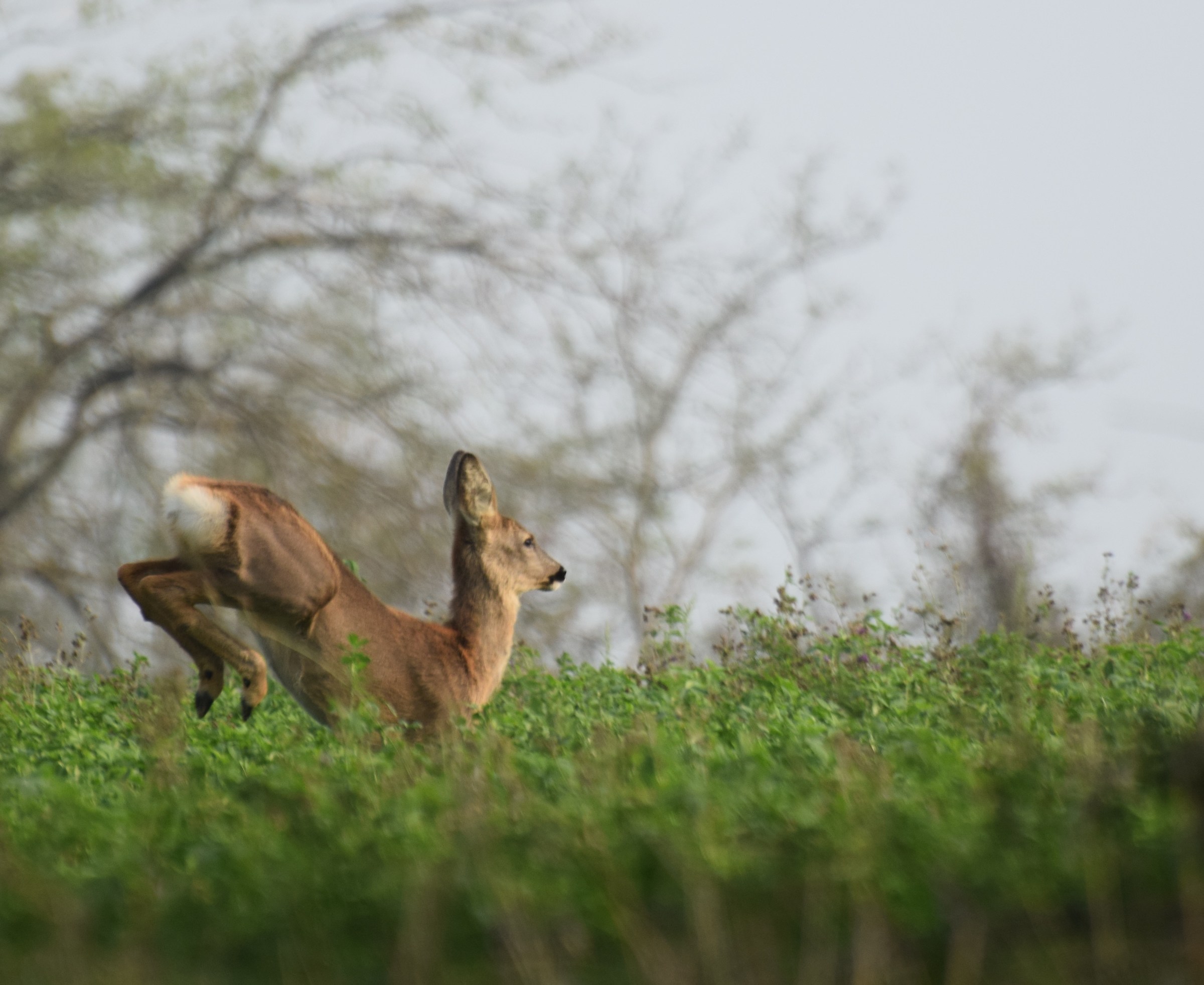 Fawn in jumping