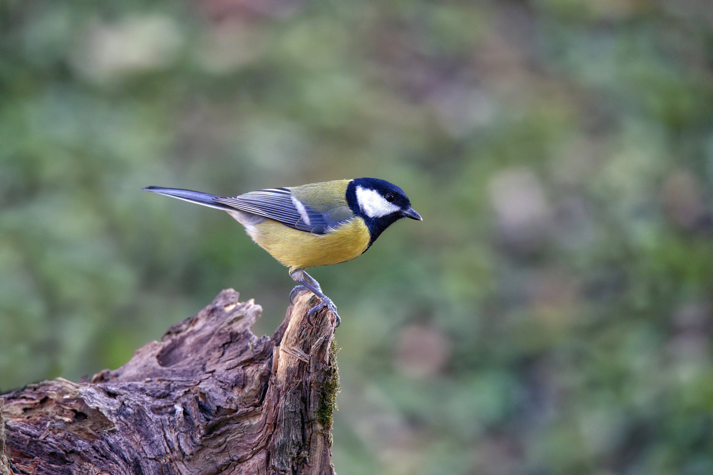 Great Tit