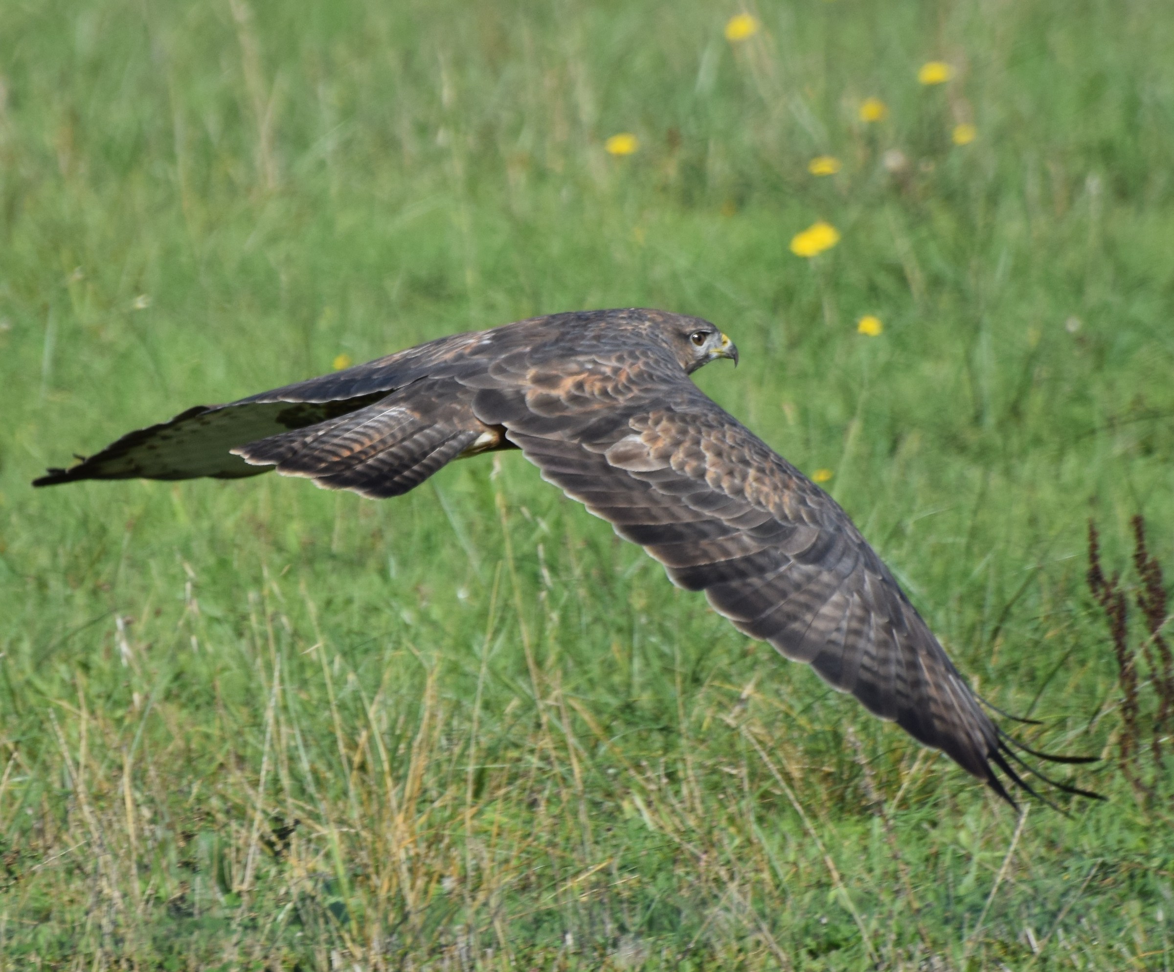 Poiana in flight