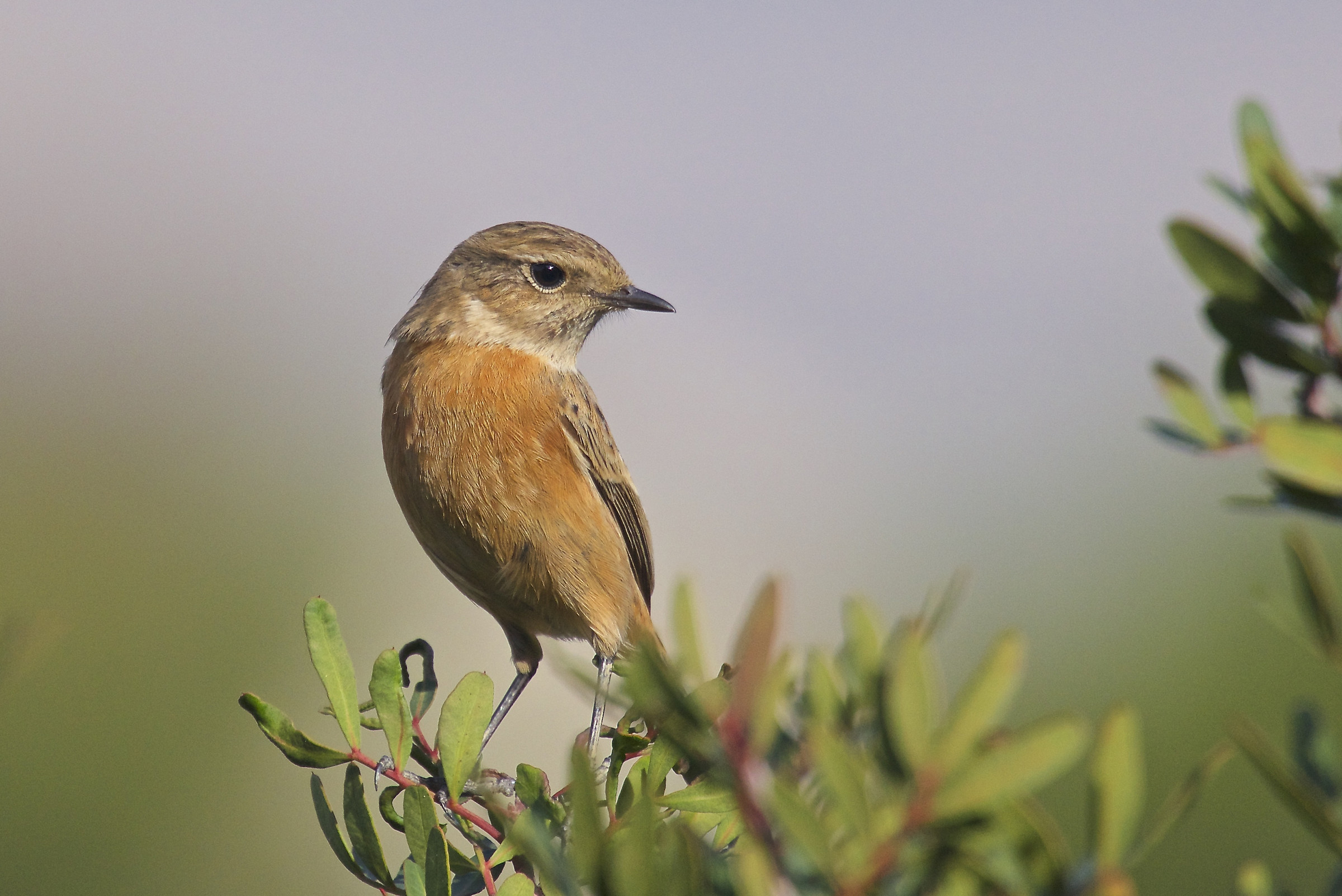 Stonechat (female)