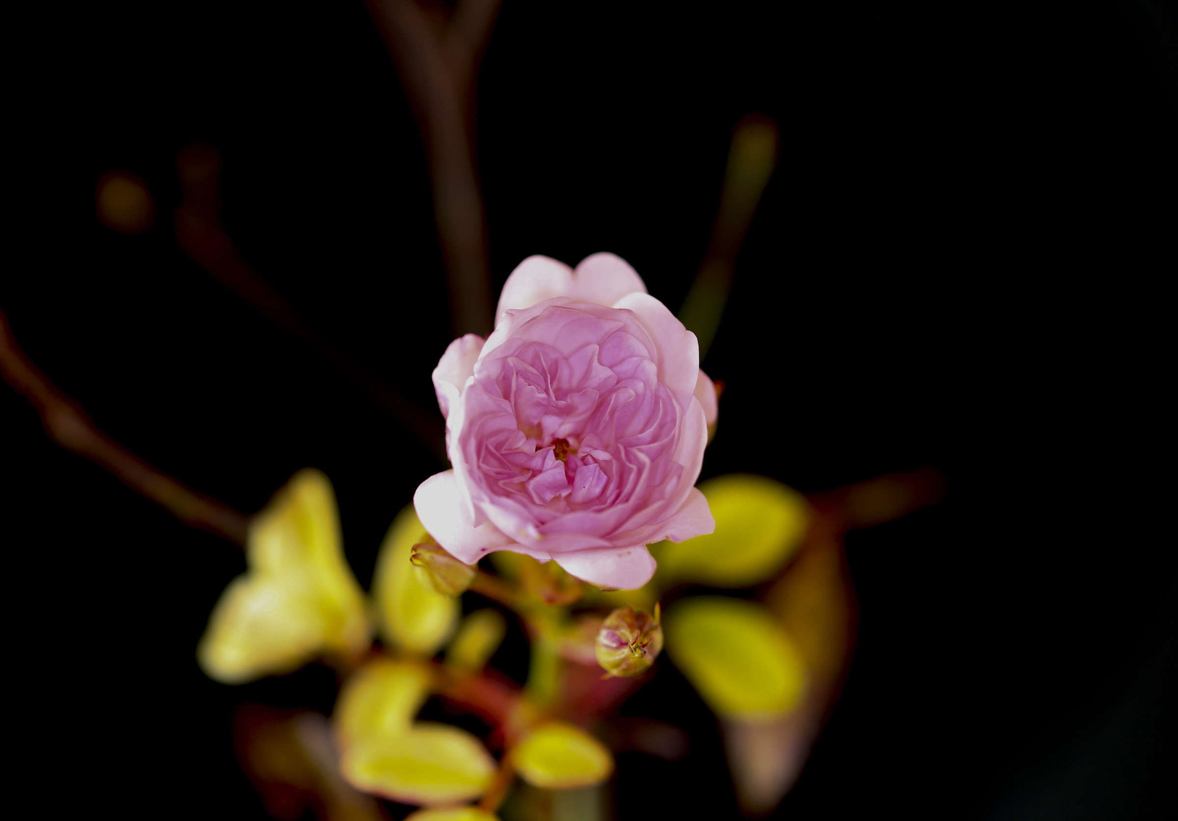 Rosellina dicembrina