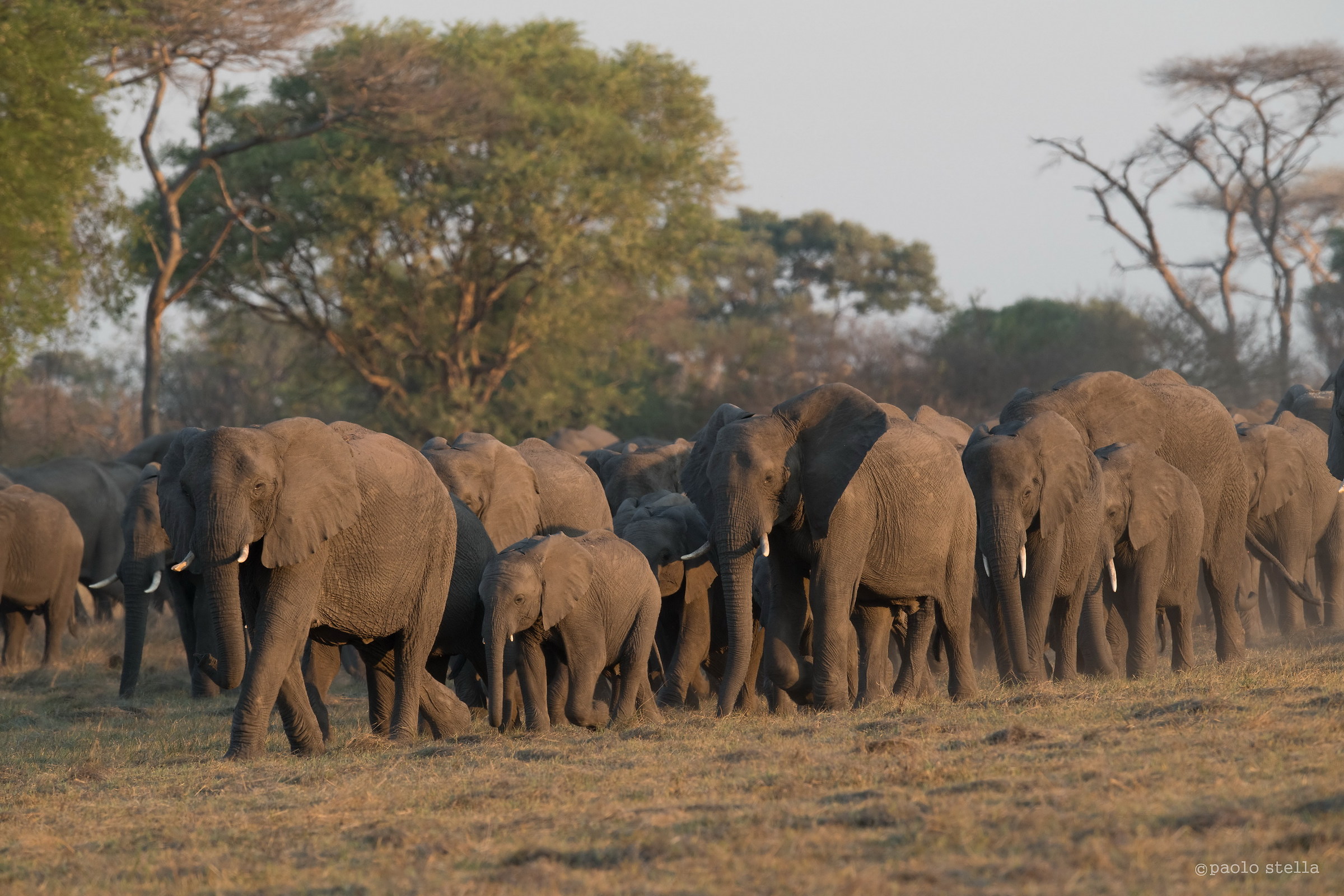 the wall of elephants