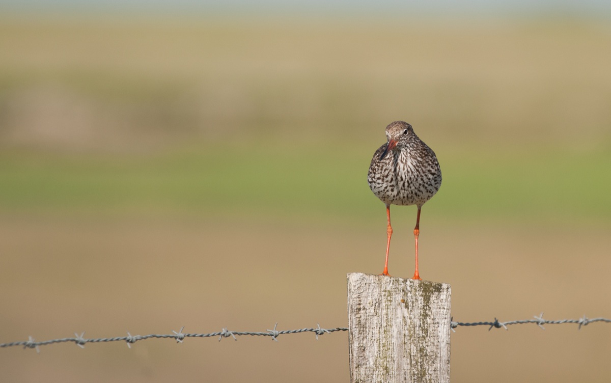 Redshank