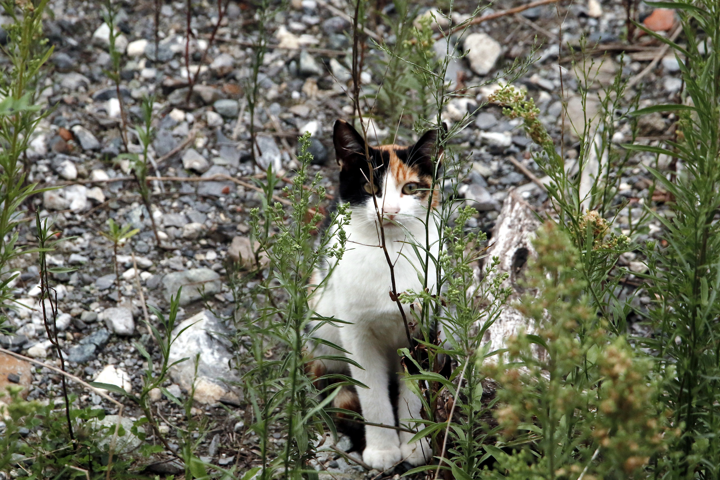 ....... here nobody can see me .....