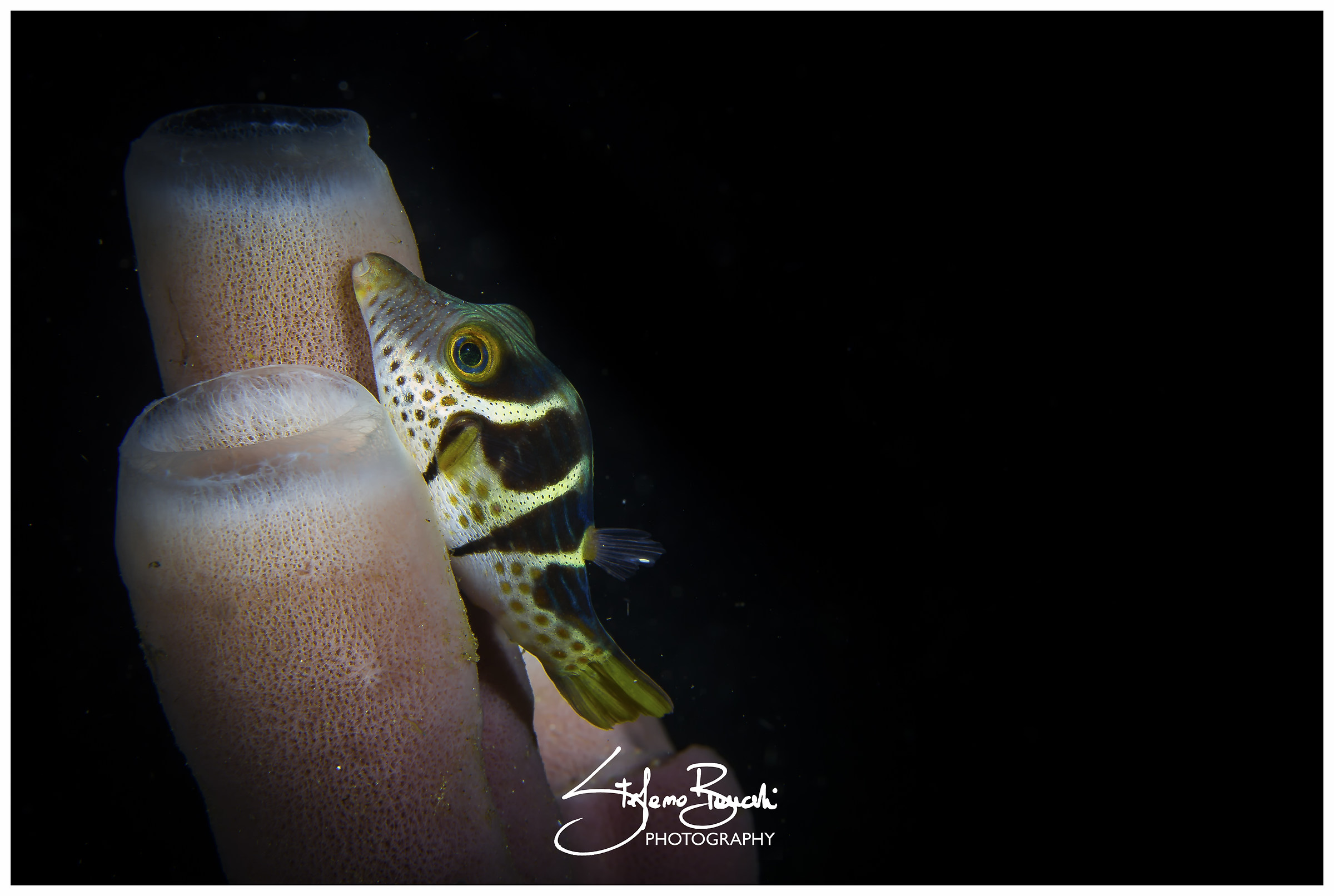 Sharpnose Puffer (Canthigaster valentini)