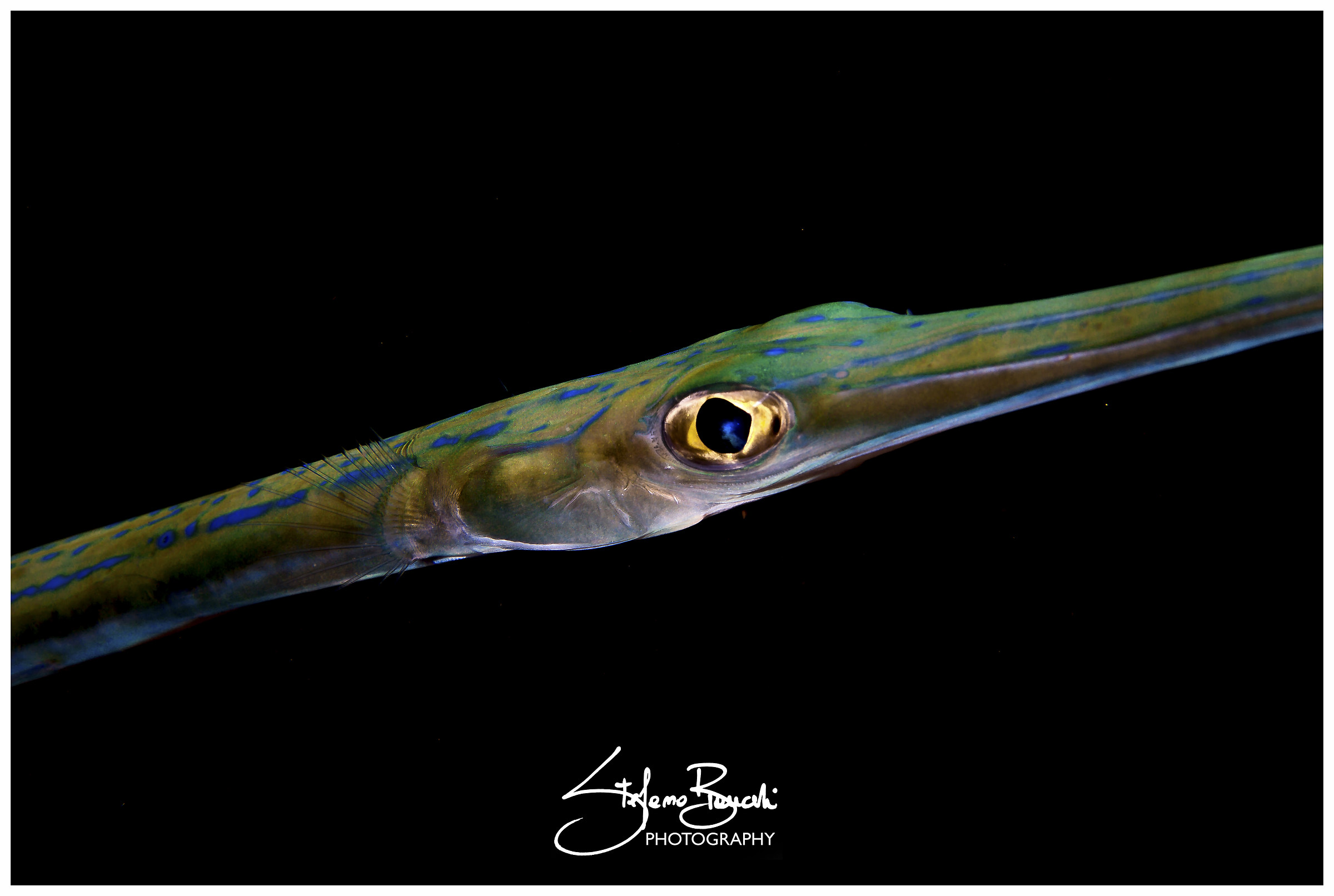 Bluespotted cornetfish (Fistularia commersonii)