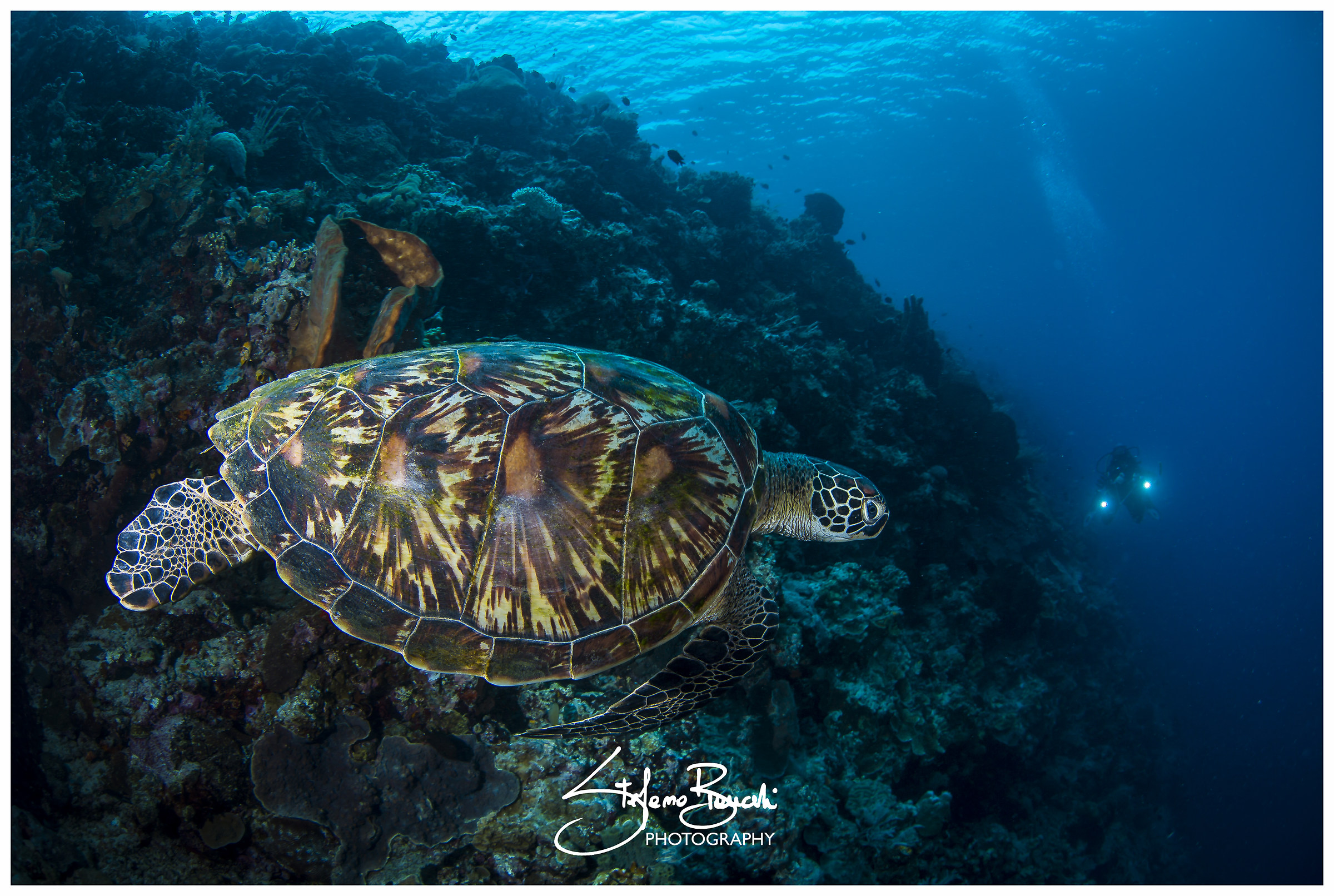 Green Turtle (Chelonia mydas)