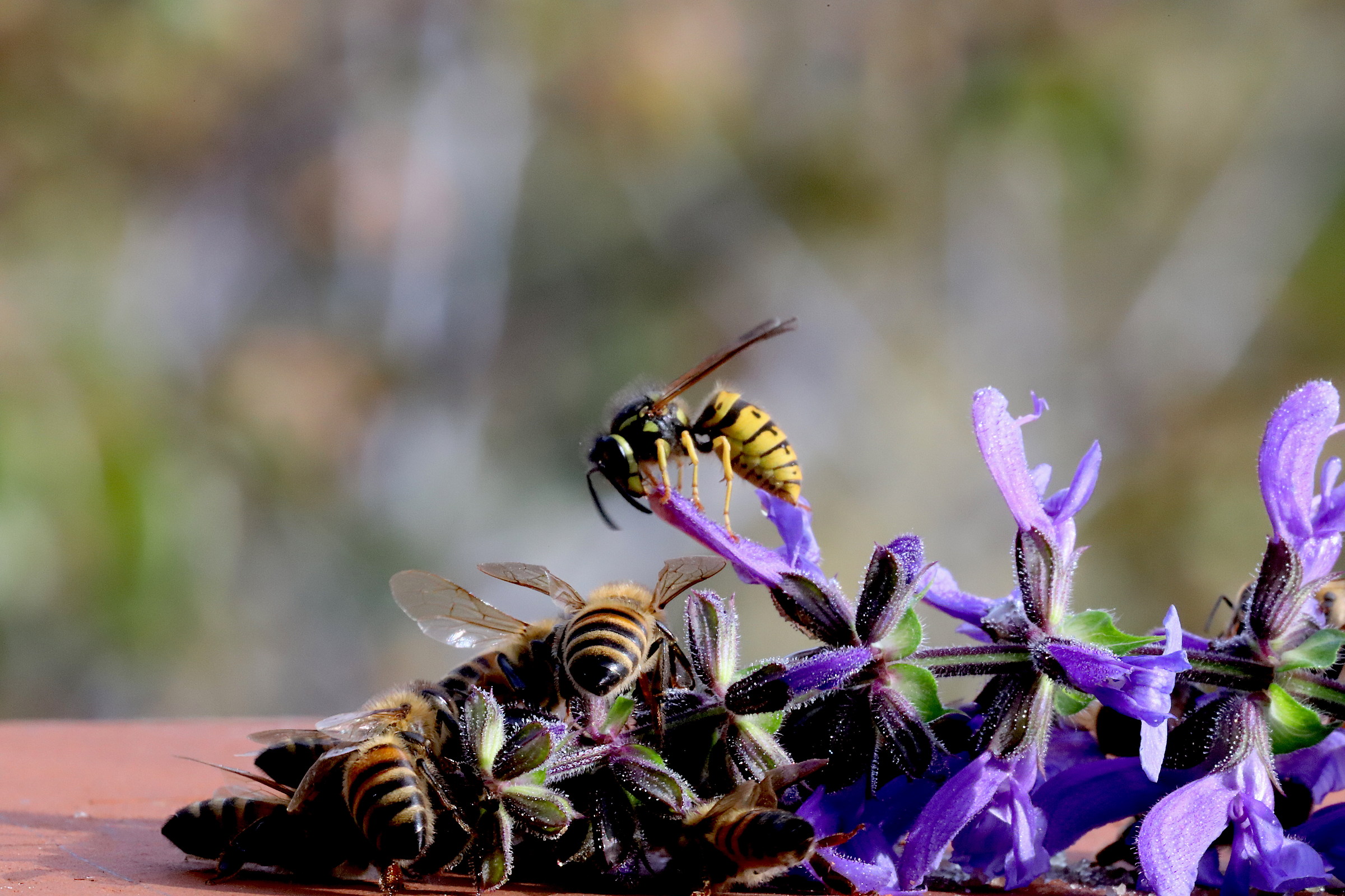 Alle vespa piacerebbe partecipare al banchetto