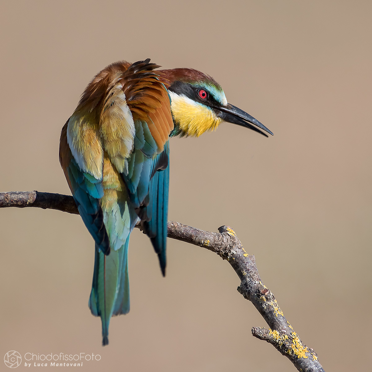 Bee-eater concentrated and ready to go