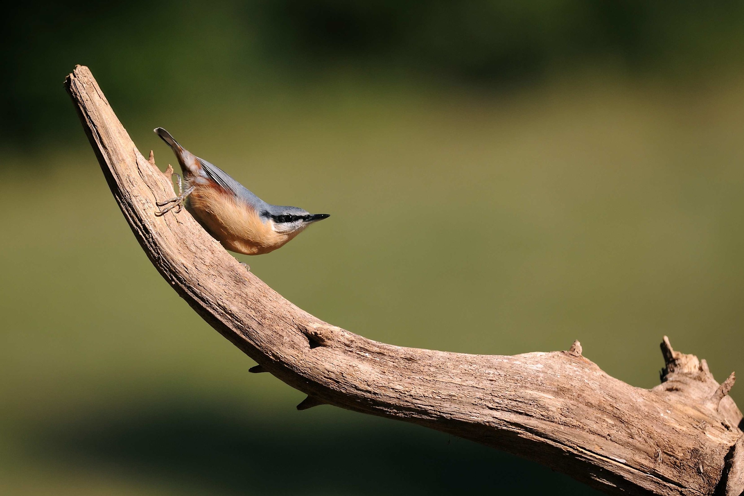 Nuthatch