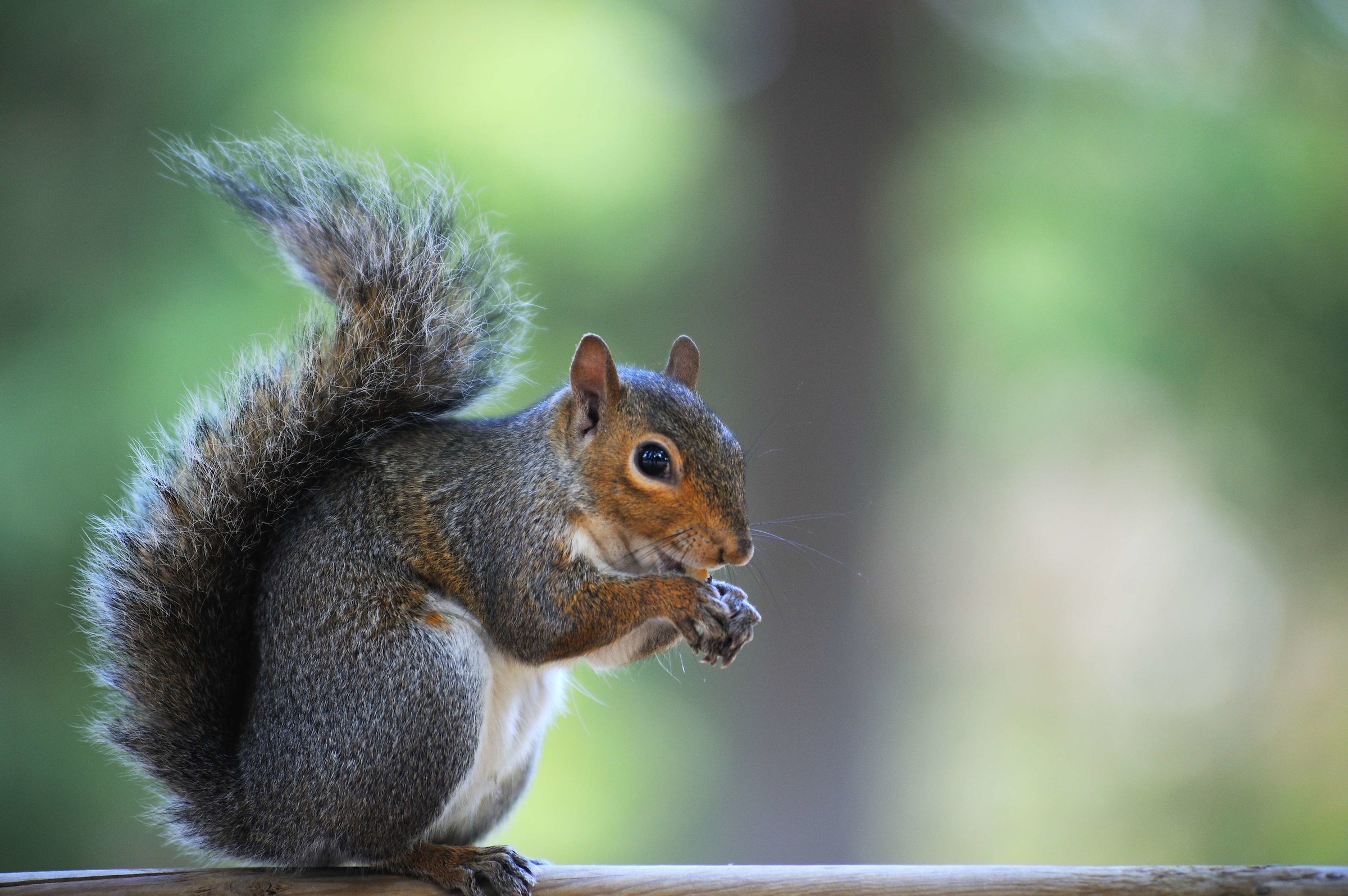 gray squirrel
