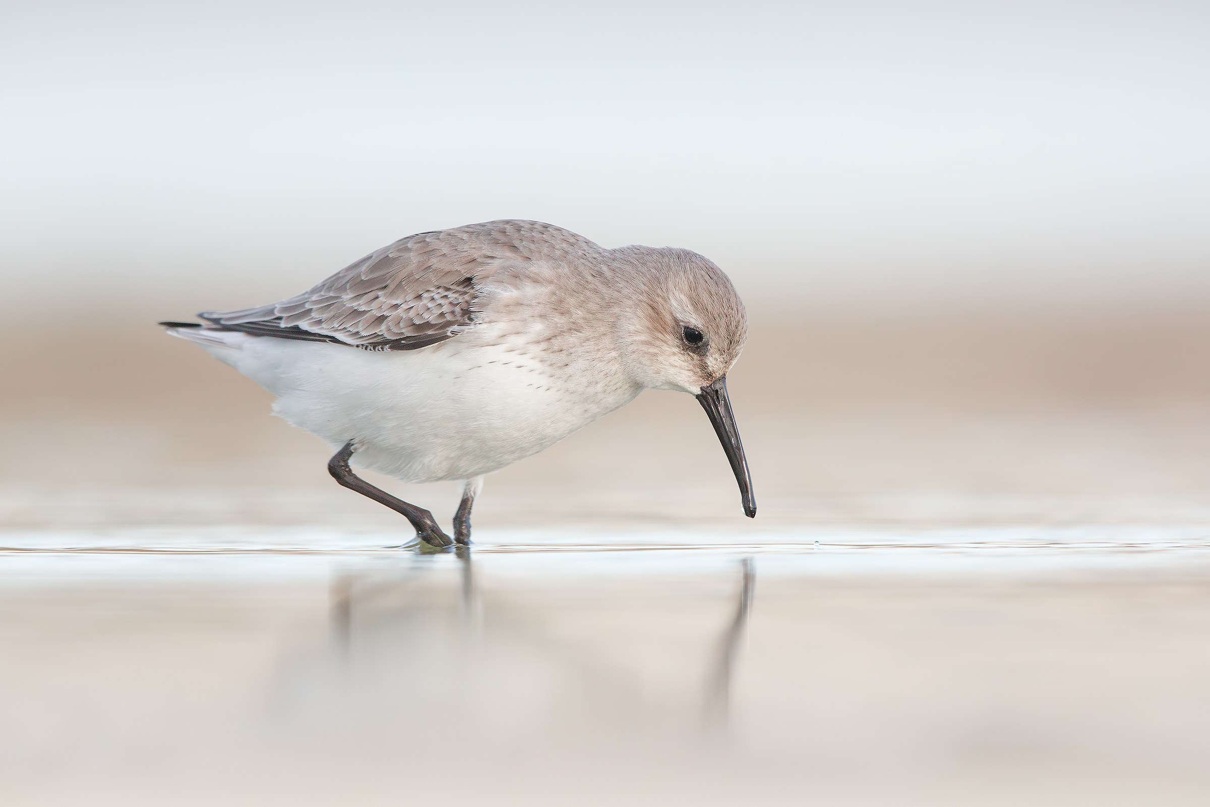 Pancianera sandpiper