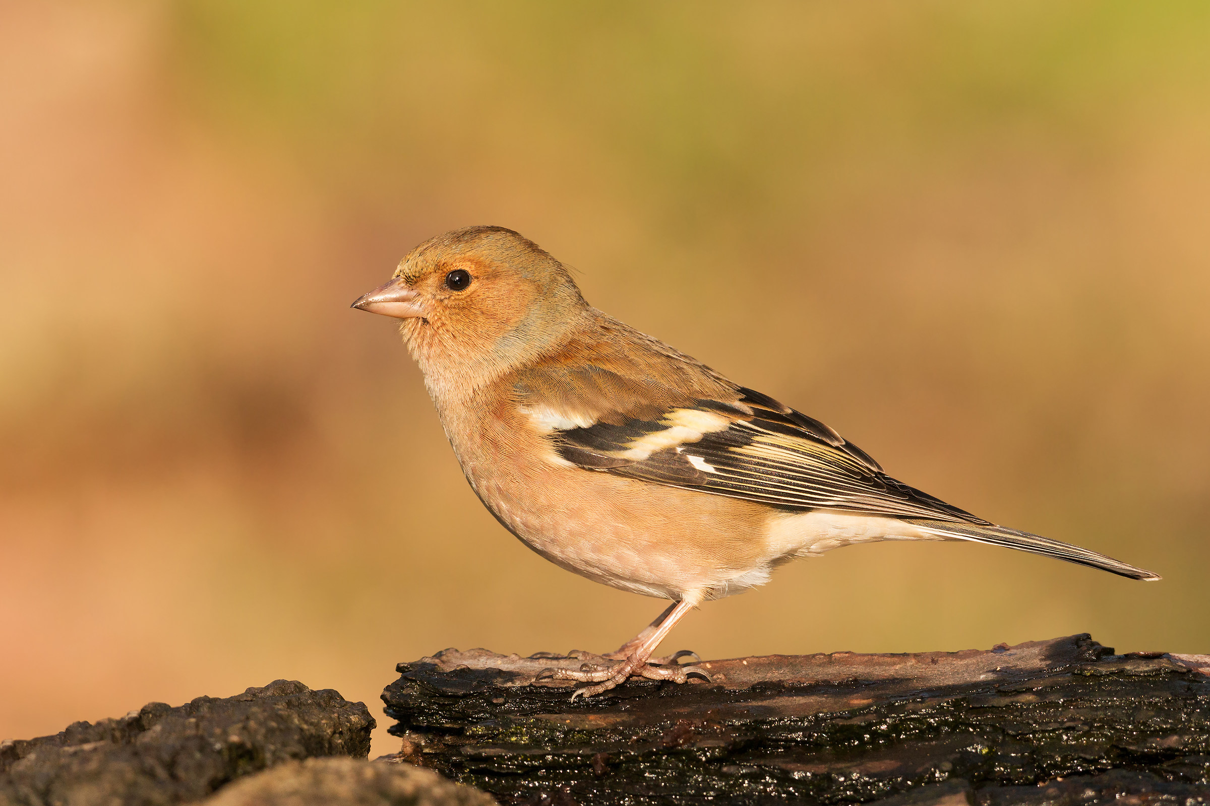 male chaffinch