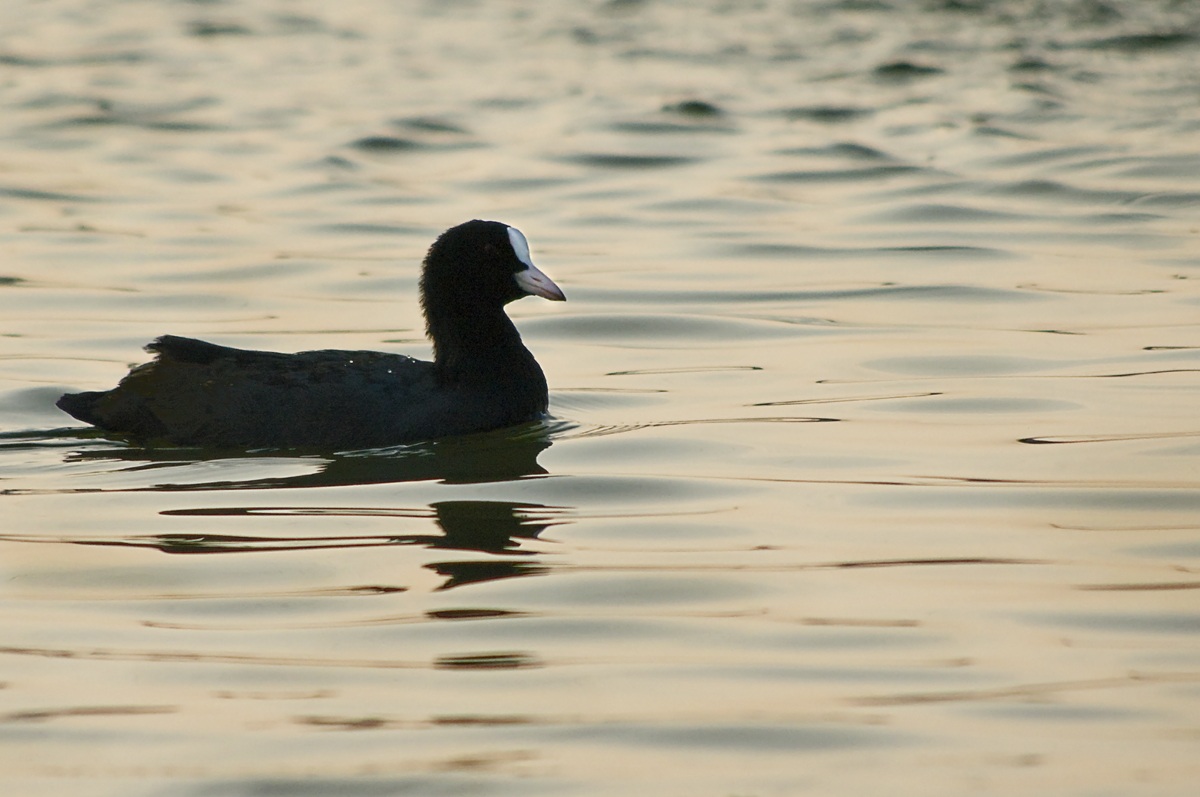Nello Specchio D'acqua