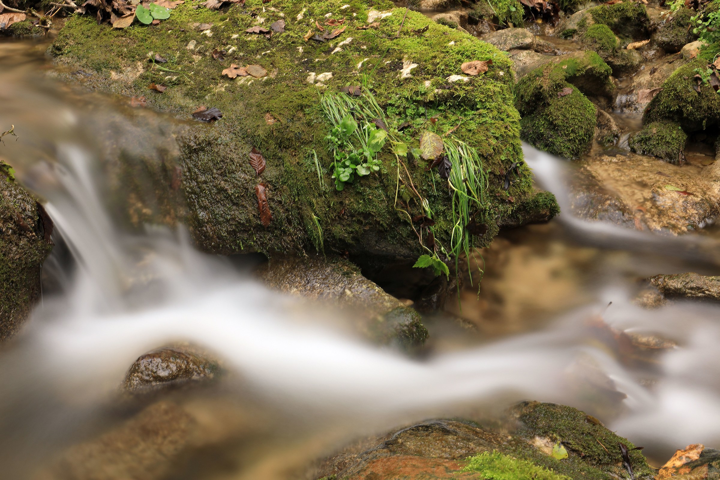 Molina...torrente nel bosco