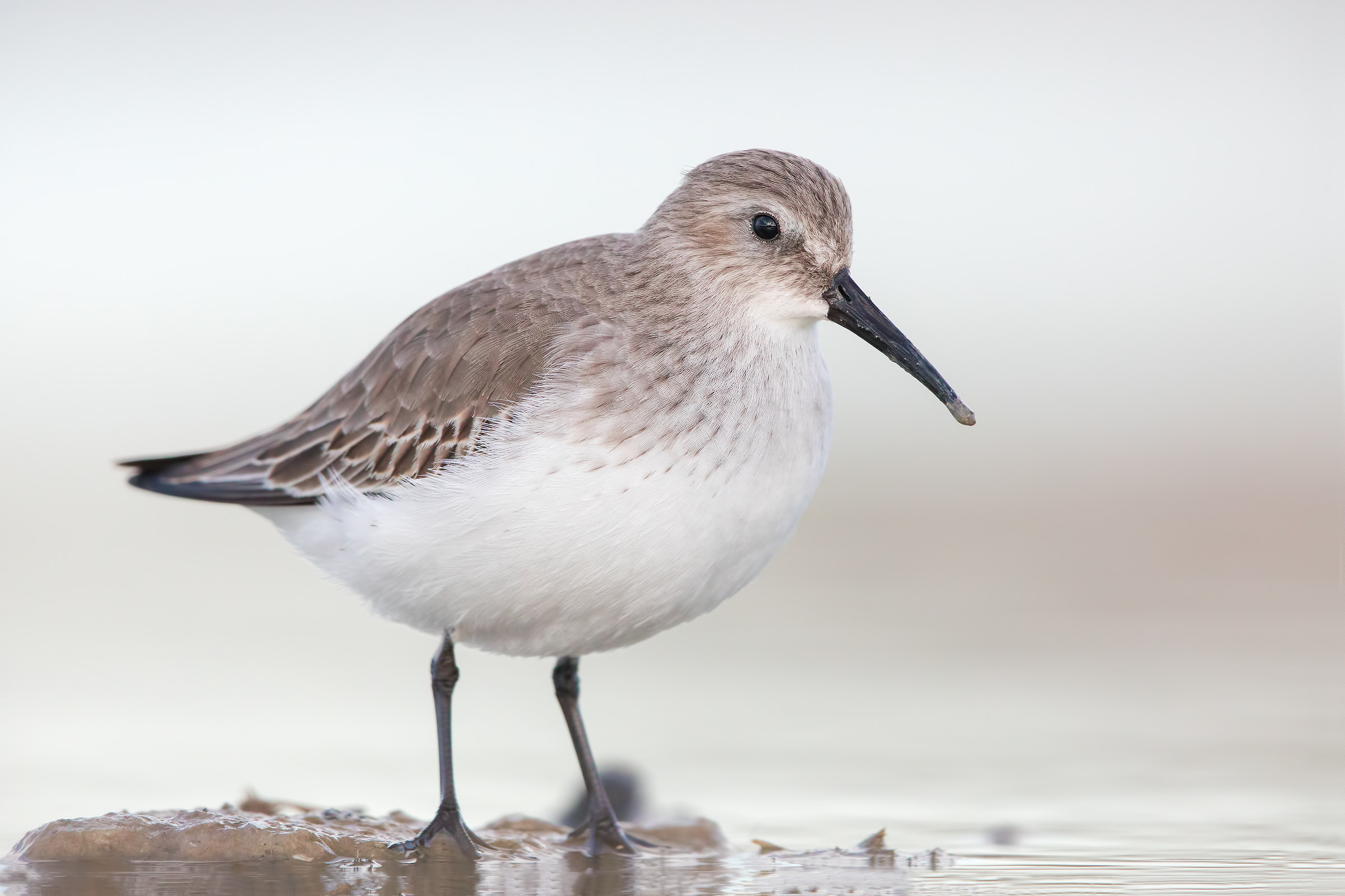 Pancianera sandpiper