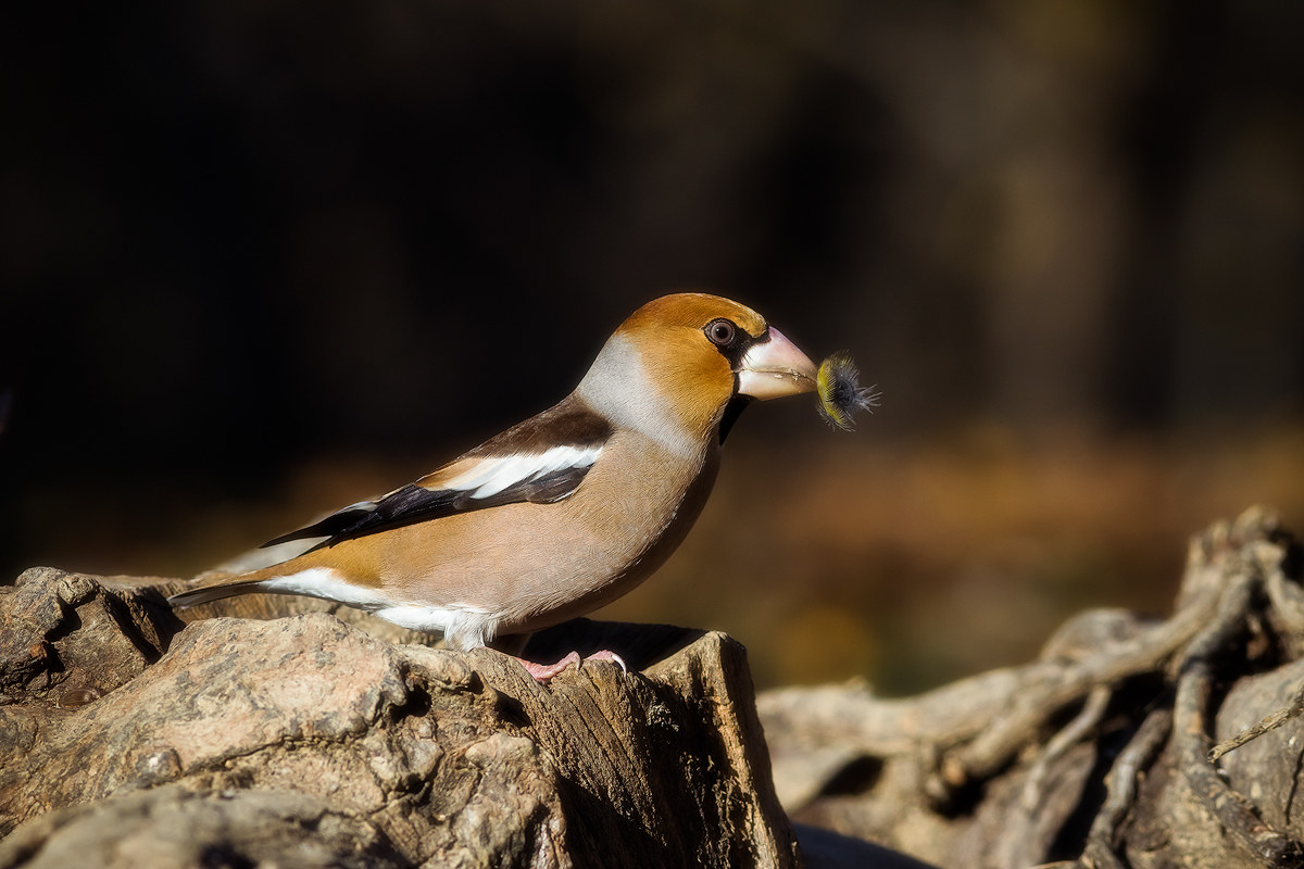 Lo scalpo del frosone