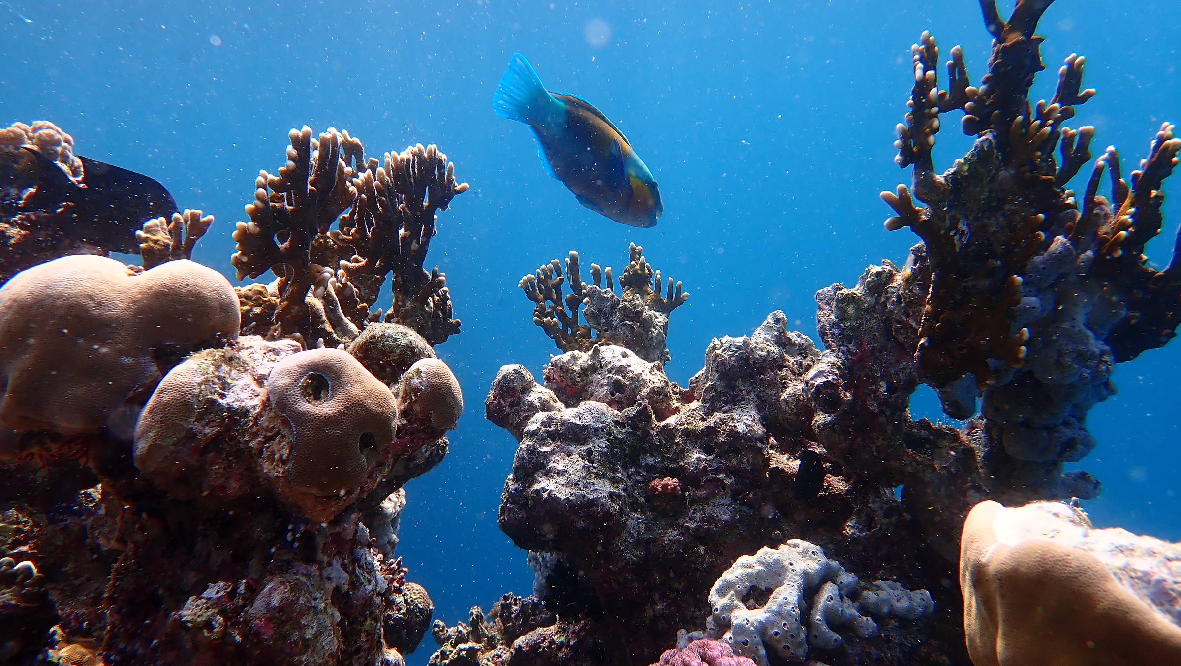 pesce pappagallo tra i coralli