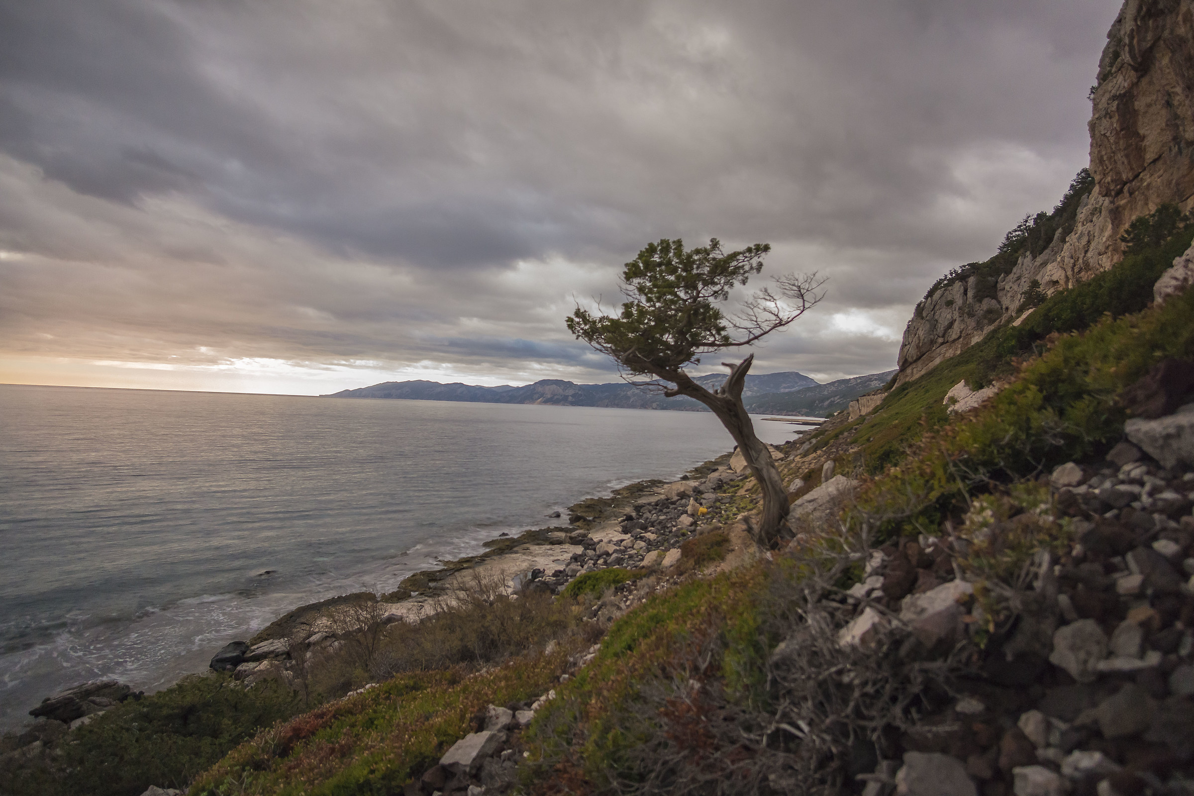 tree alone