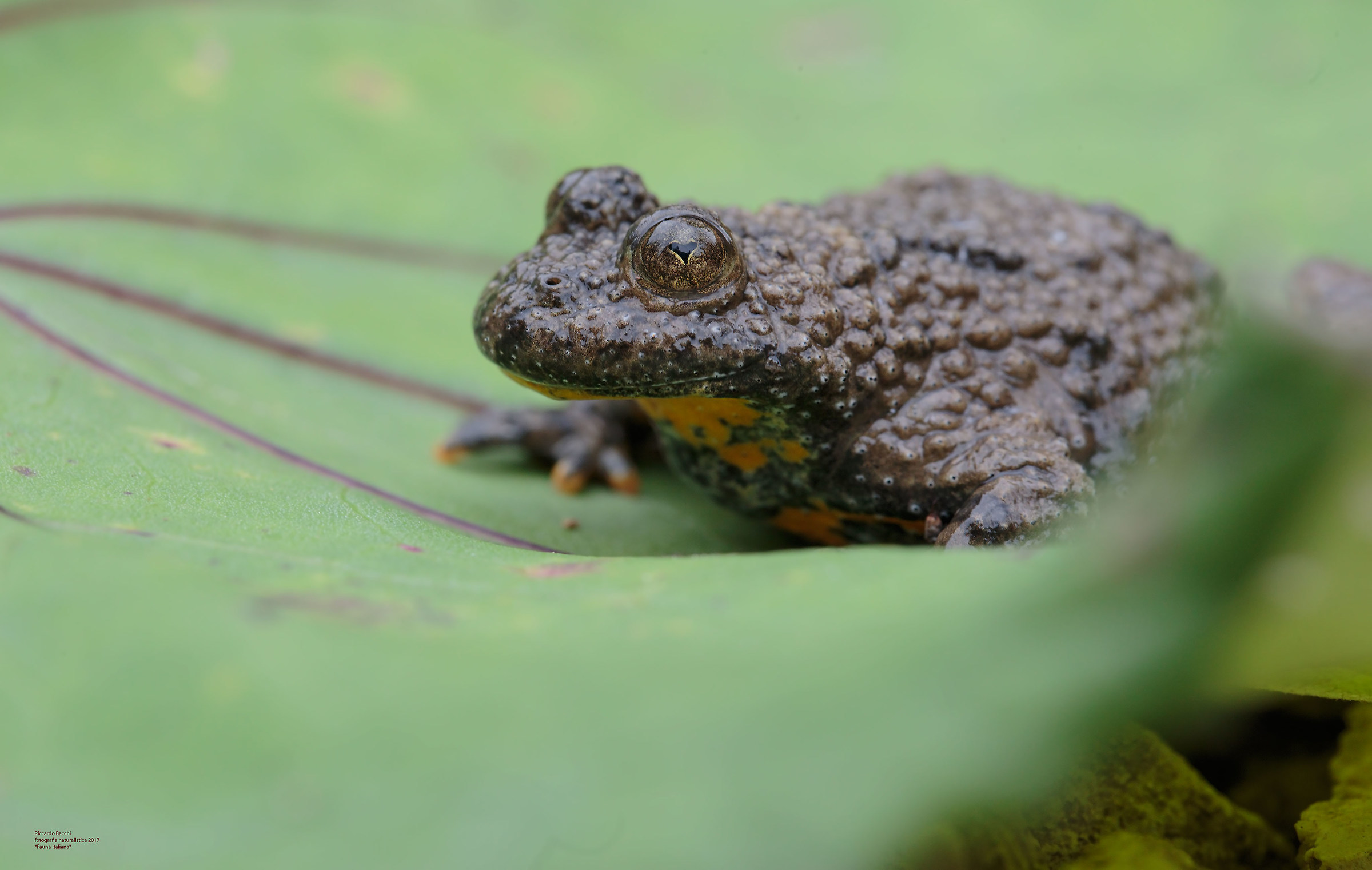 Ululone Ventr Giallo e Farfaraccio