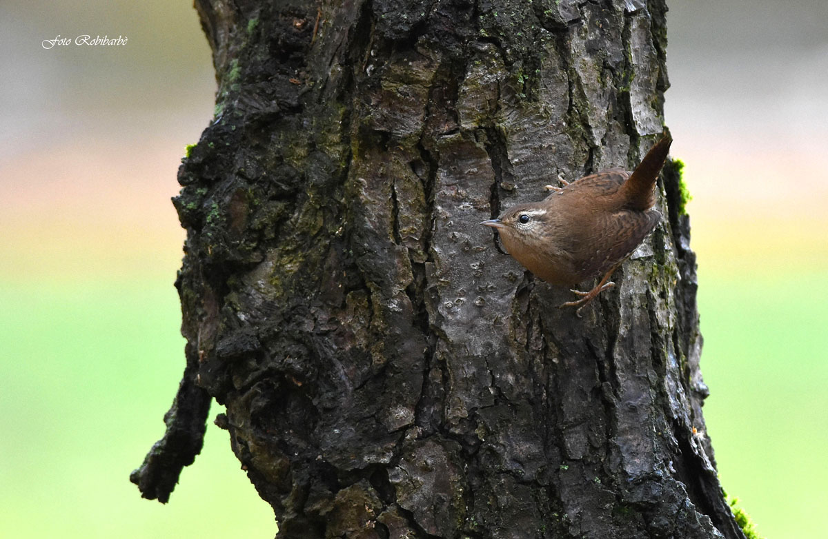 Wren set in ...
