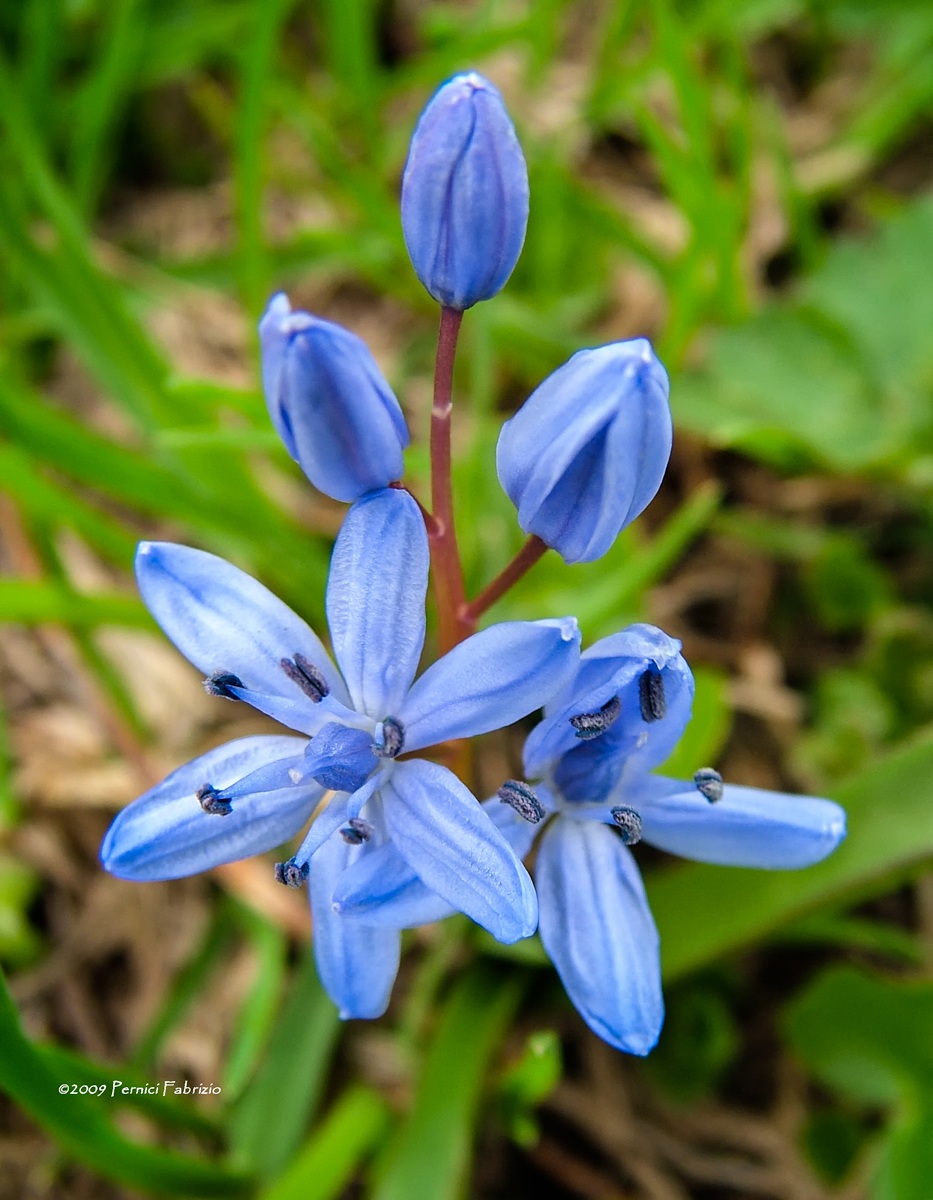 Polygala alpestris - Poligala alpestre