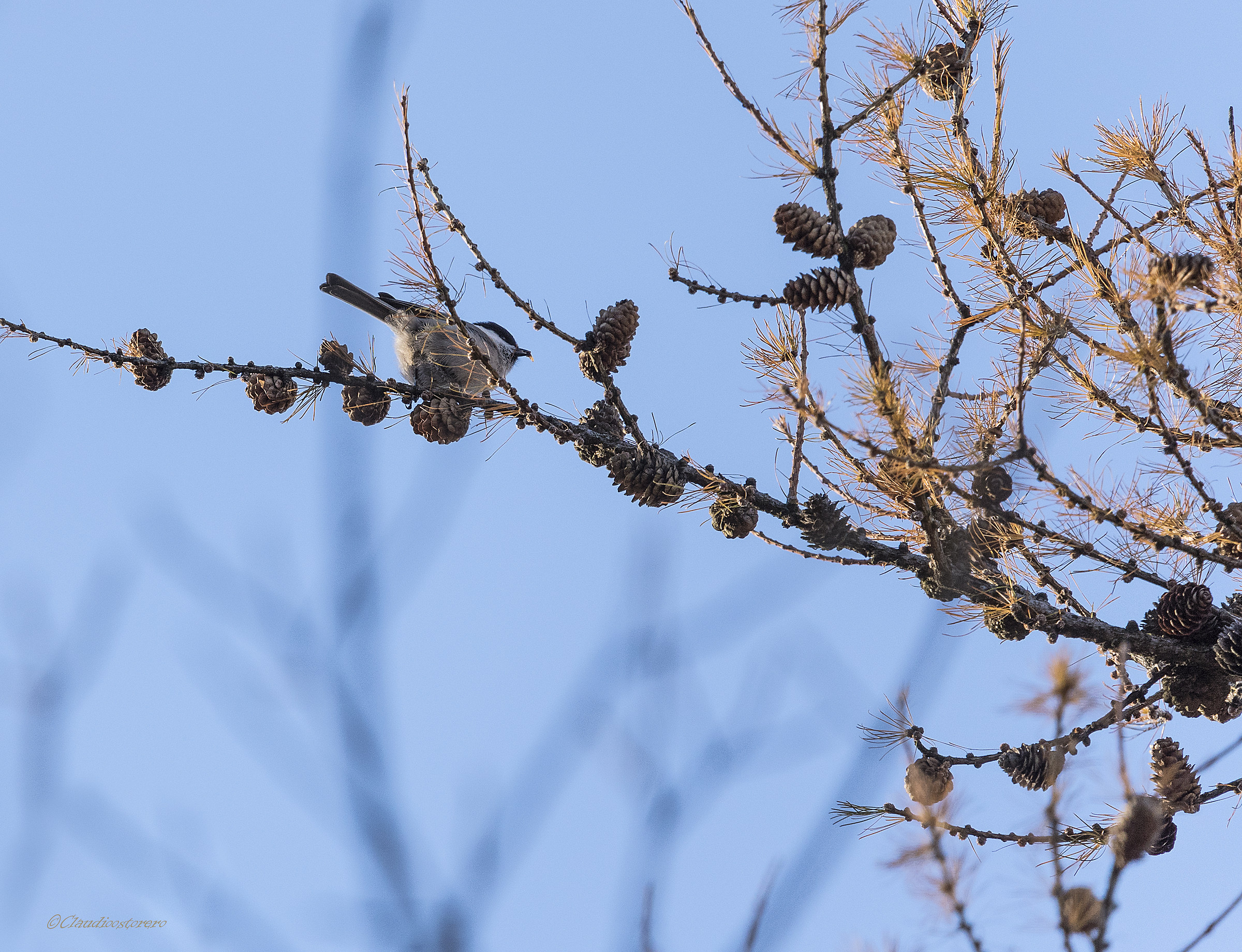 Cincia bigia alpestre e il pinolo..