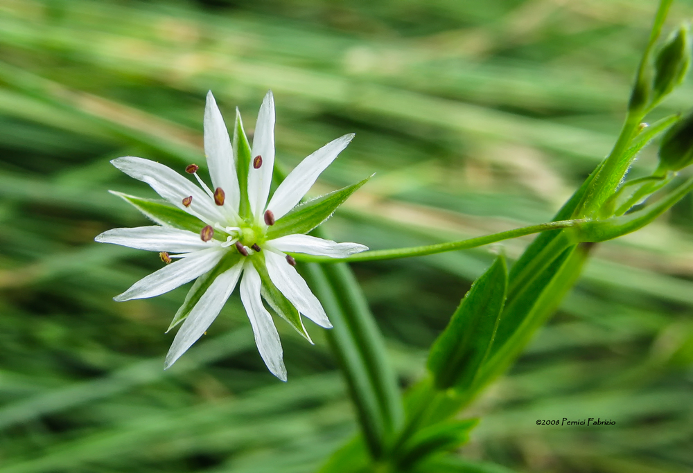 Stellaria graminea