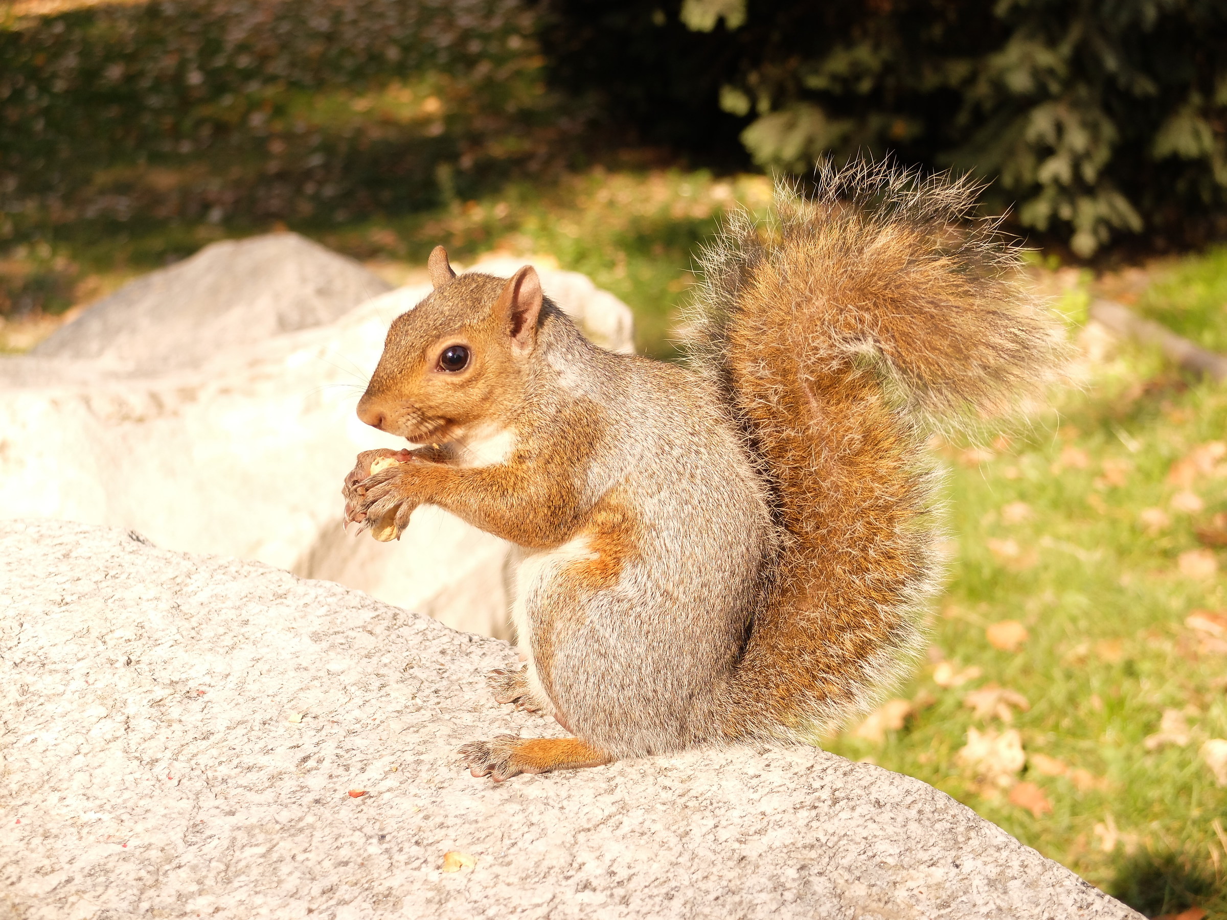 Parco Castello Legnano,Scoiattolo