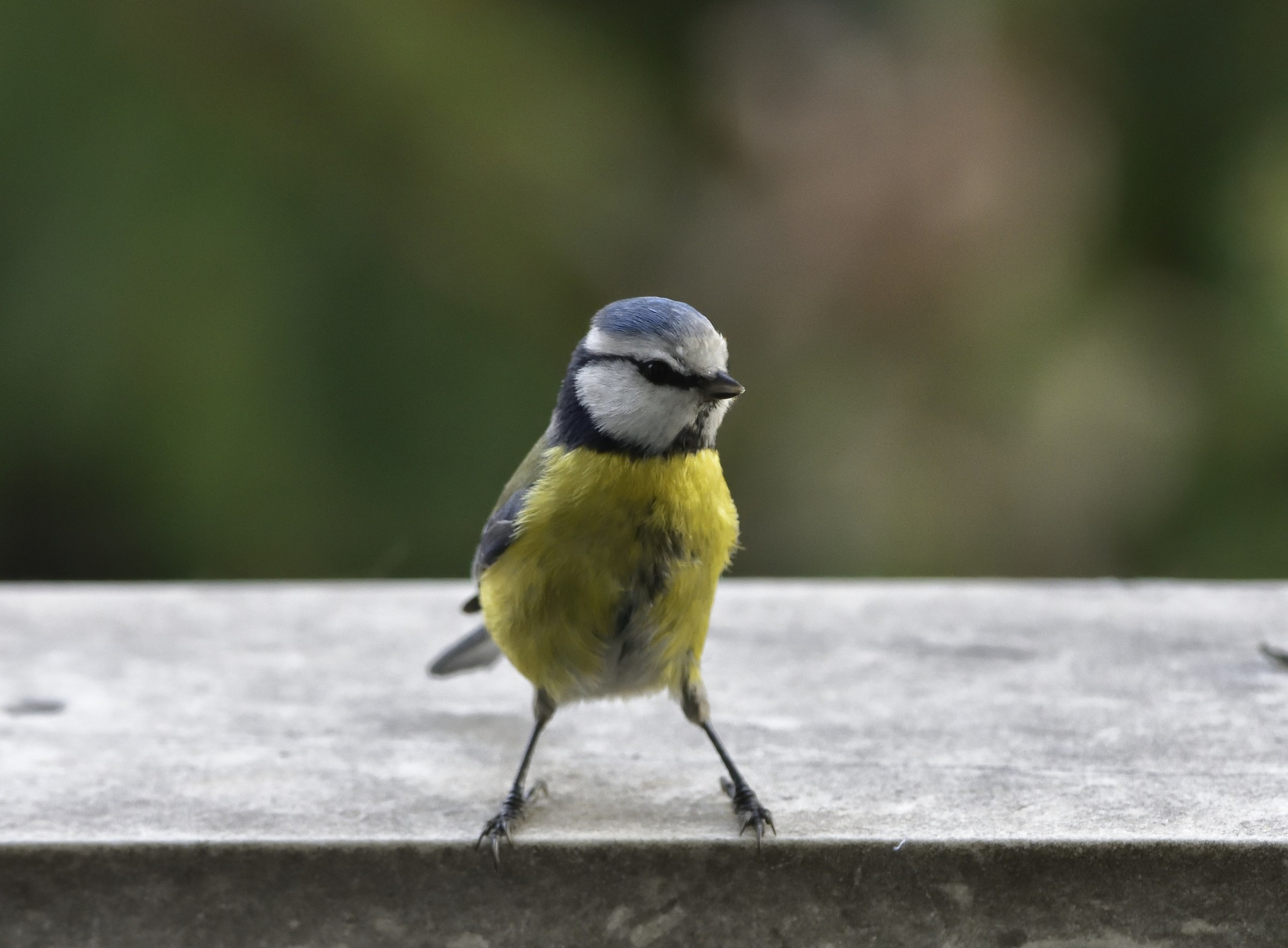 titmouse on the windowsill