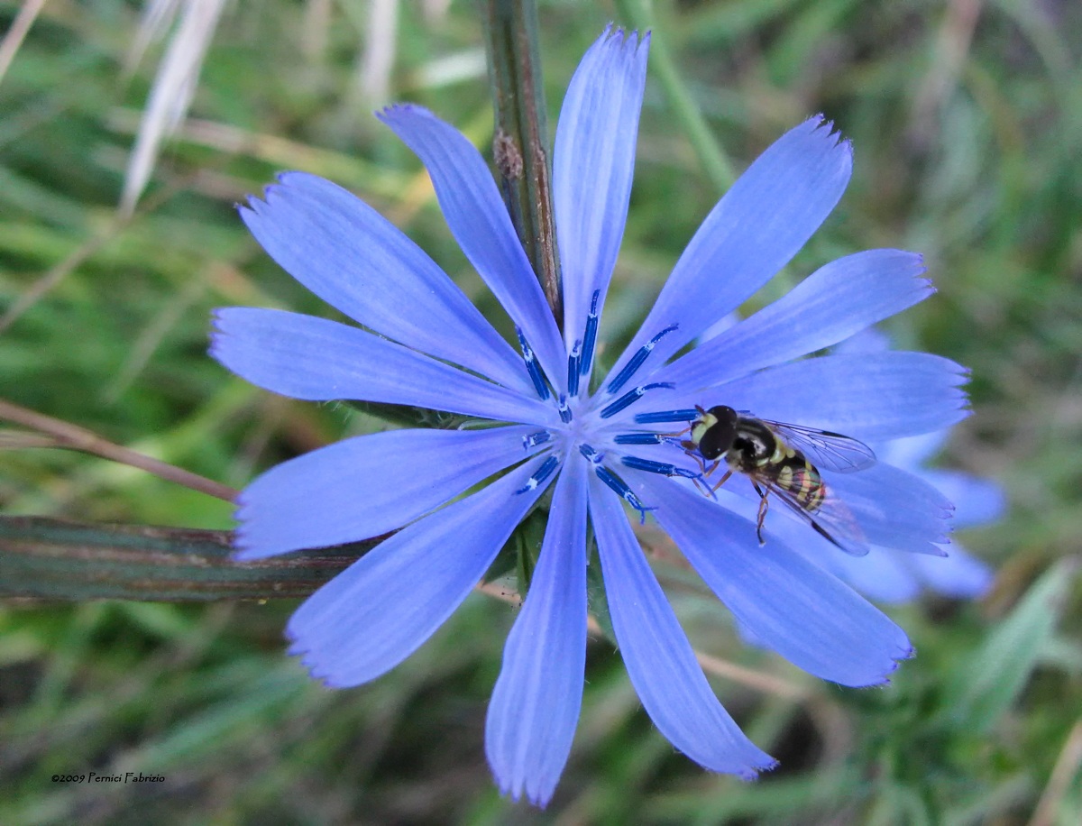 Cicoria selvatica