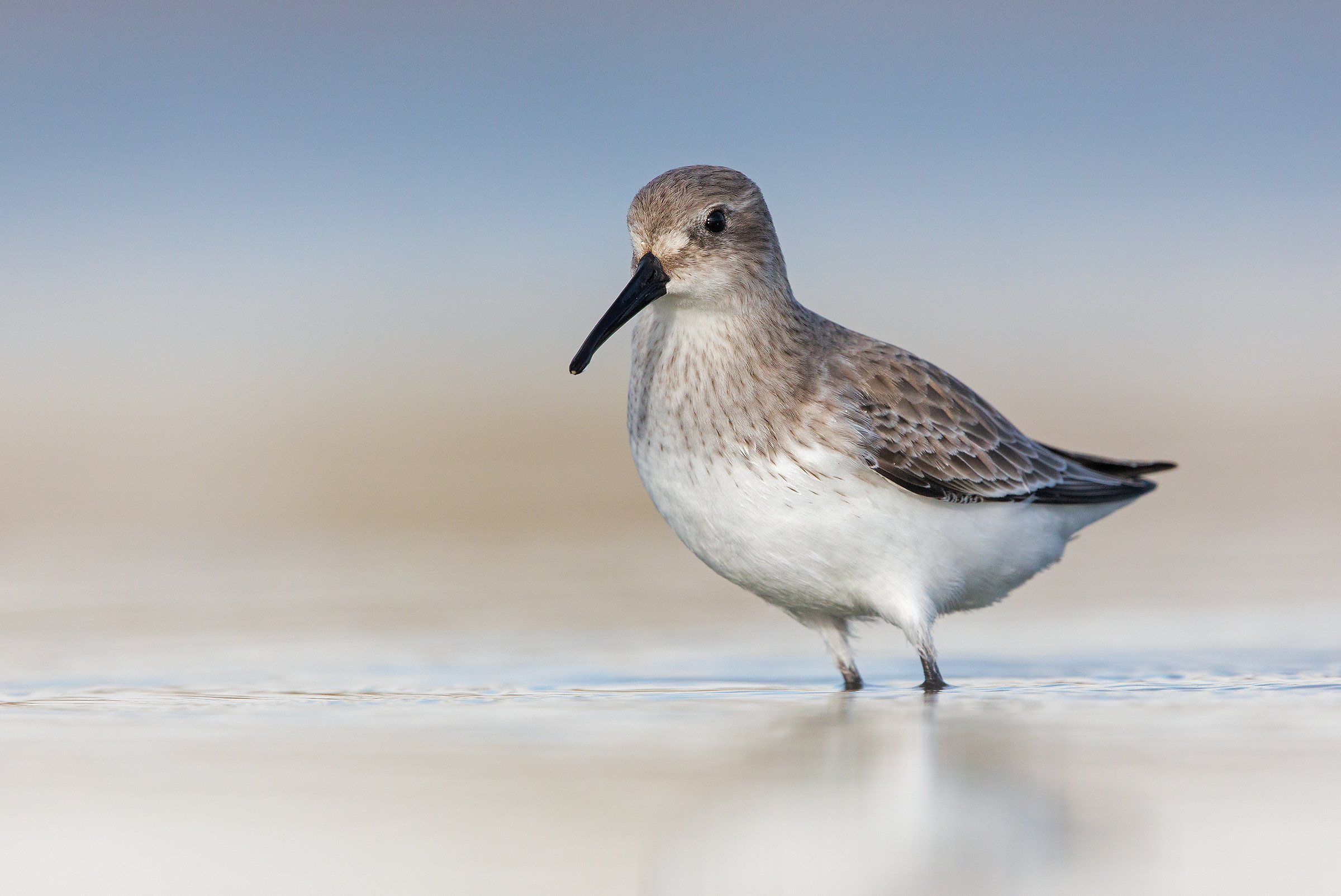 Pancianera sandpiper