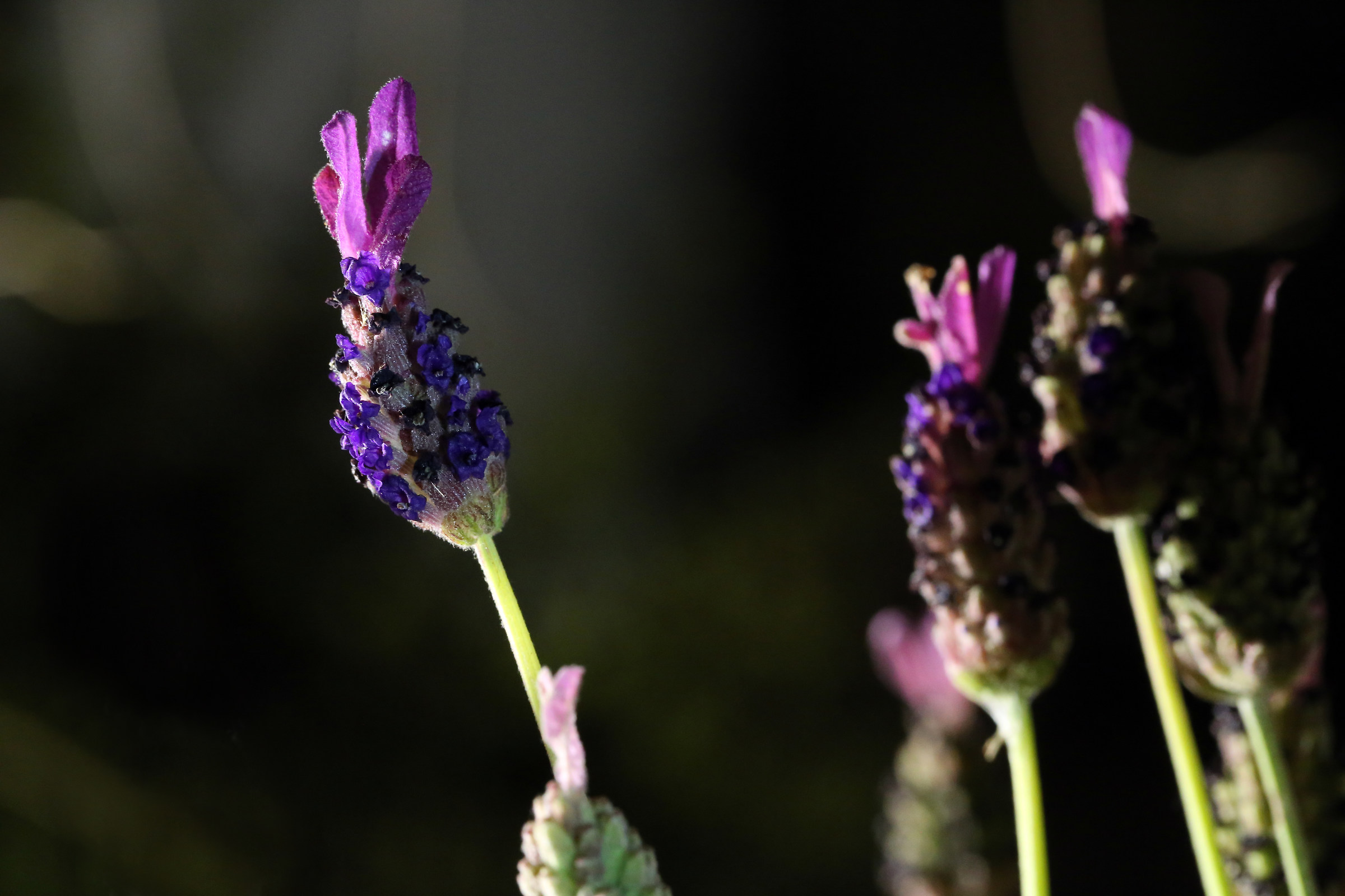 Fiori di lavanda