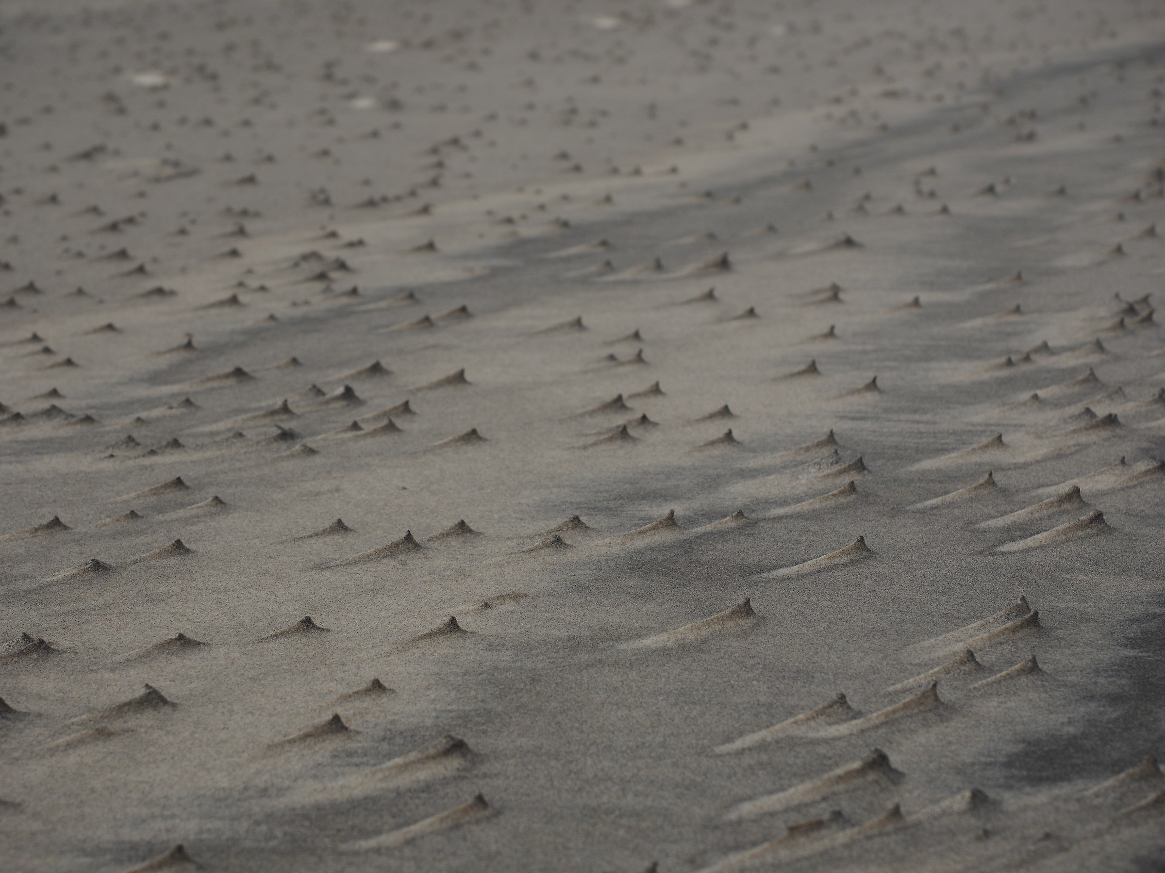 endless beaches of Denmark, beaten by sea and winds