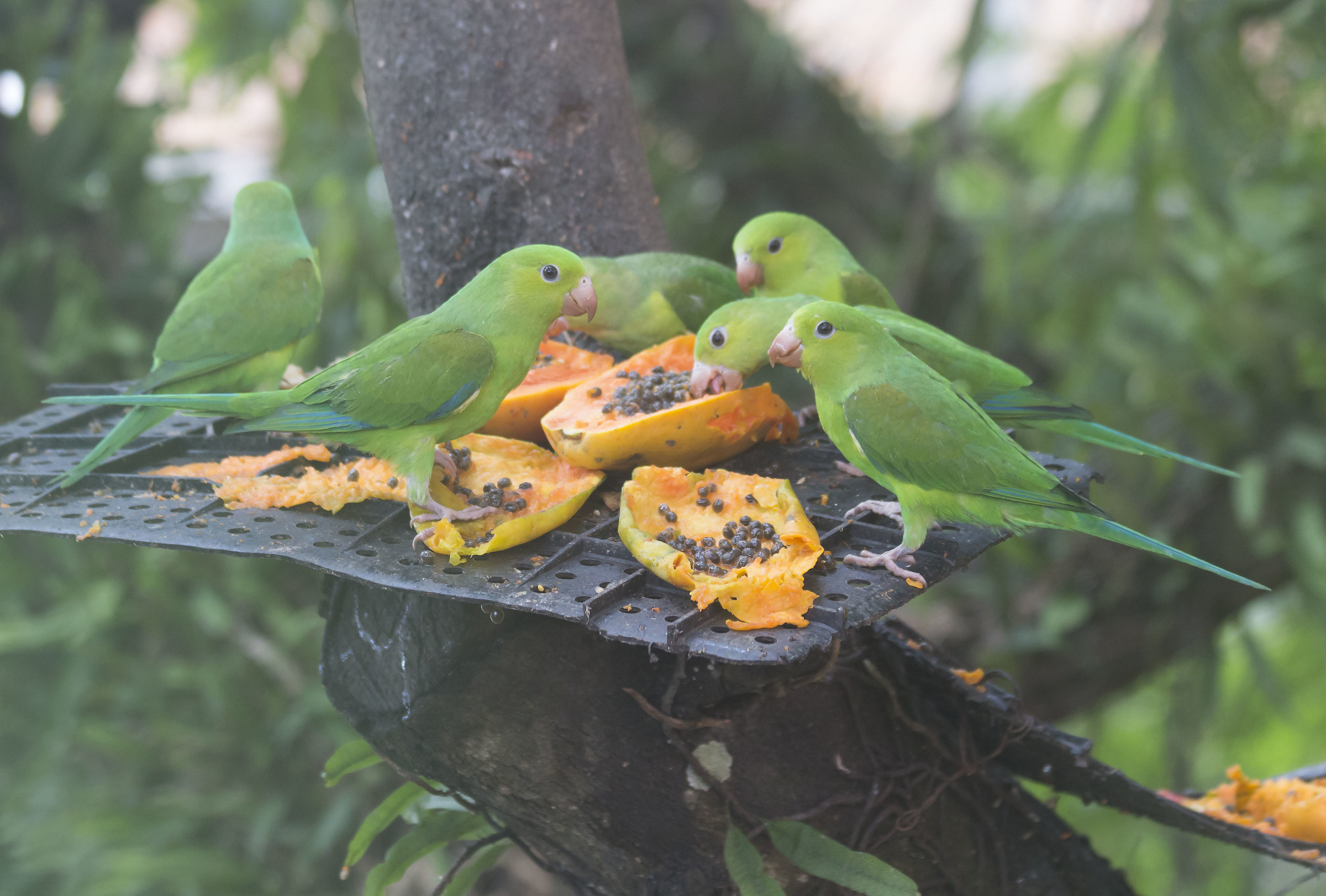 Parrots, Sabia, and other passarino
