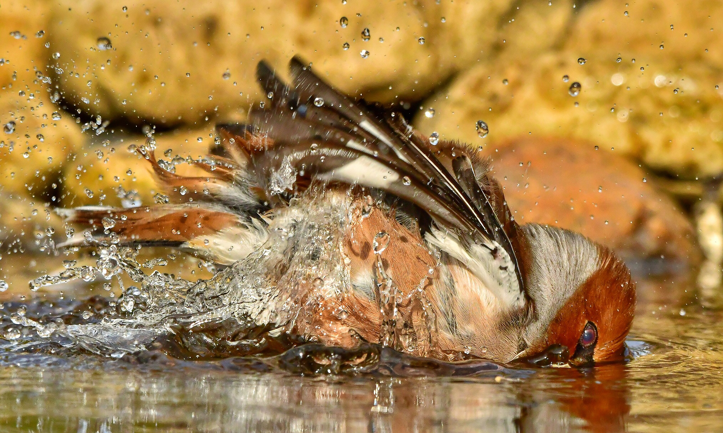 Wet hawk (male)