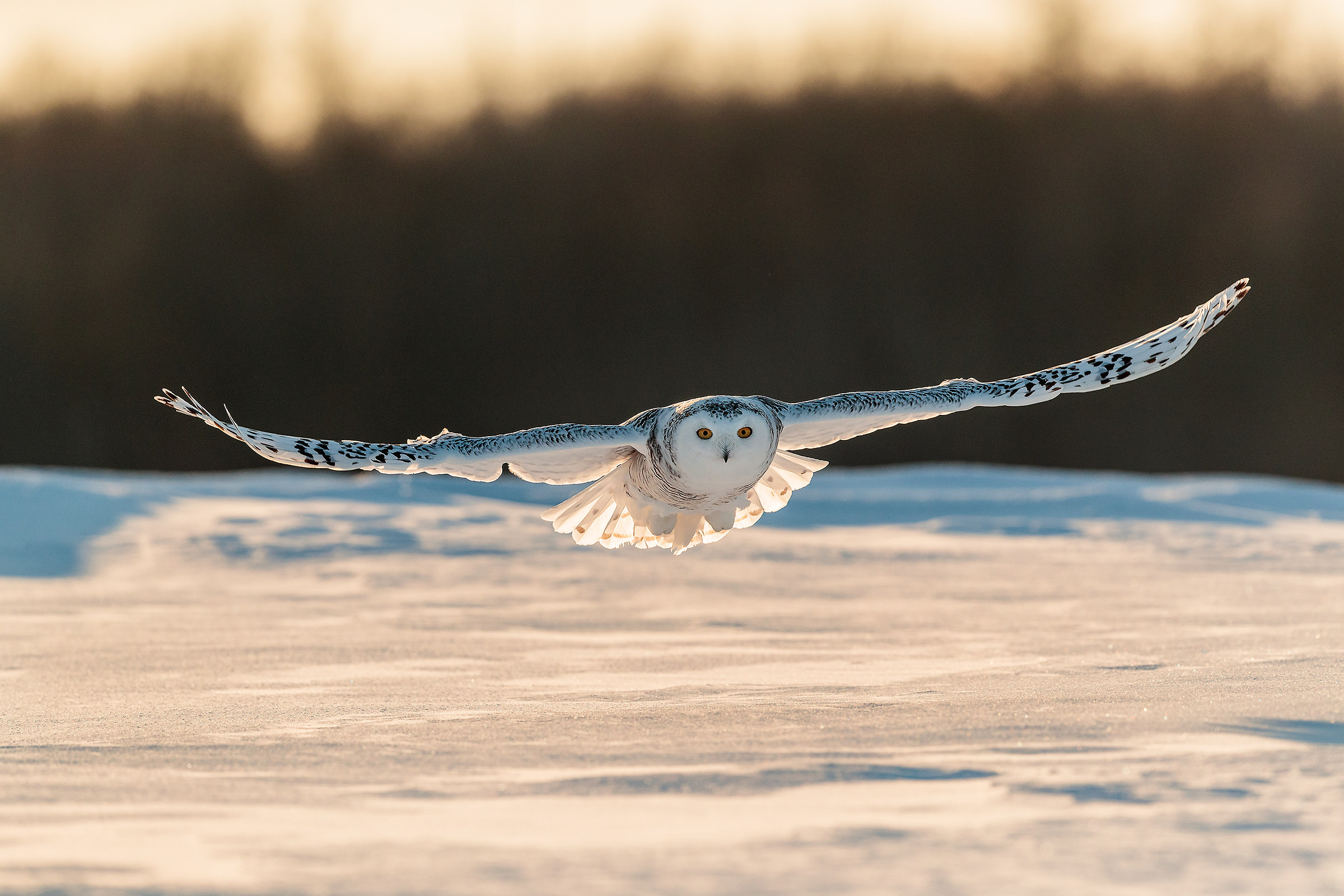 Volo radente controluce...
