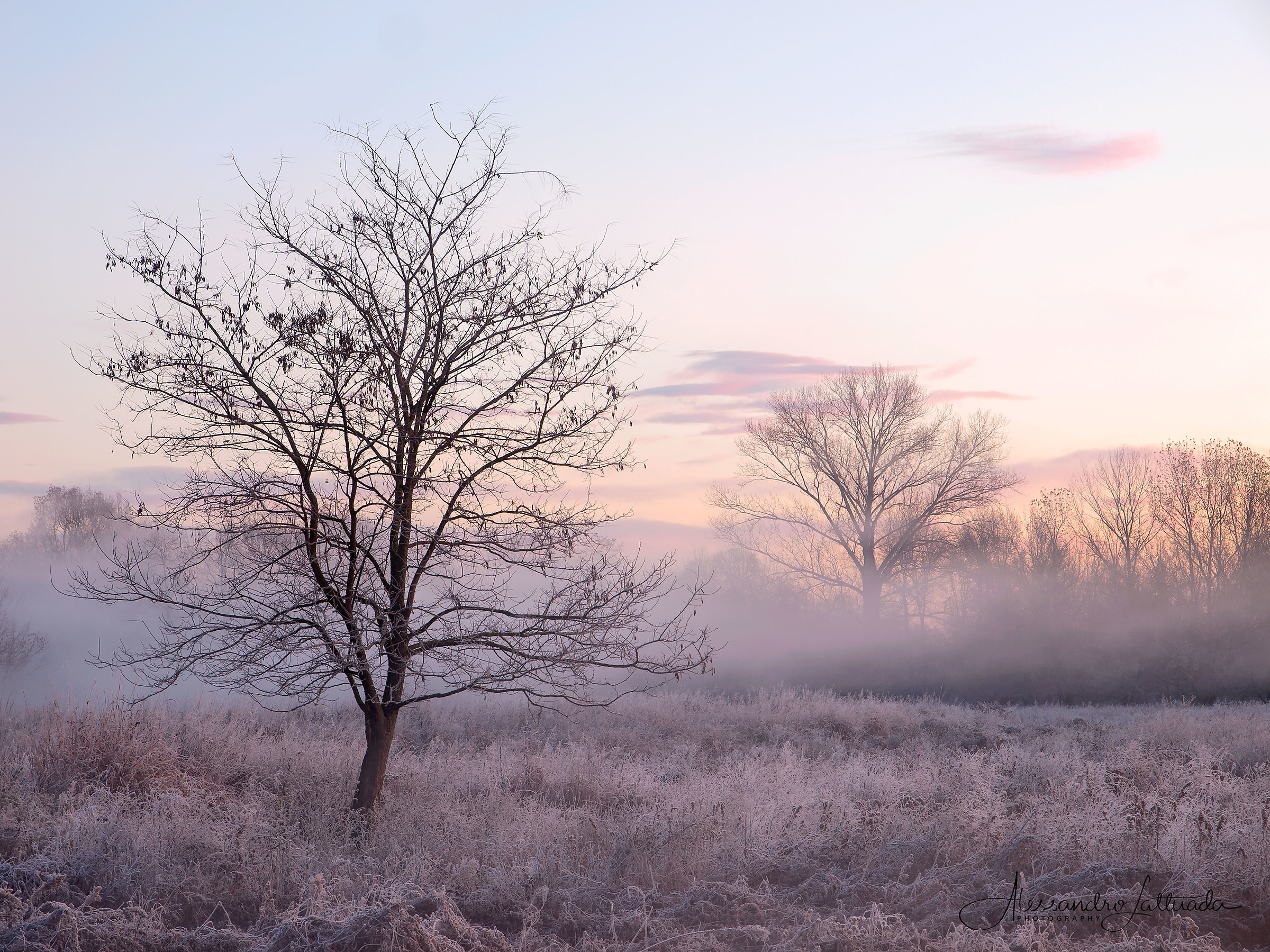 Alberi a dicembre - Parco Ticino